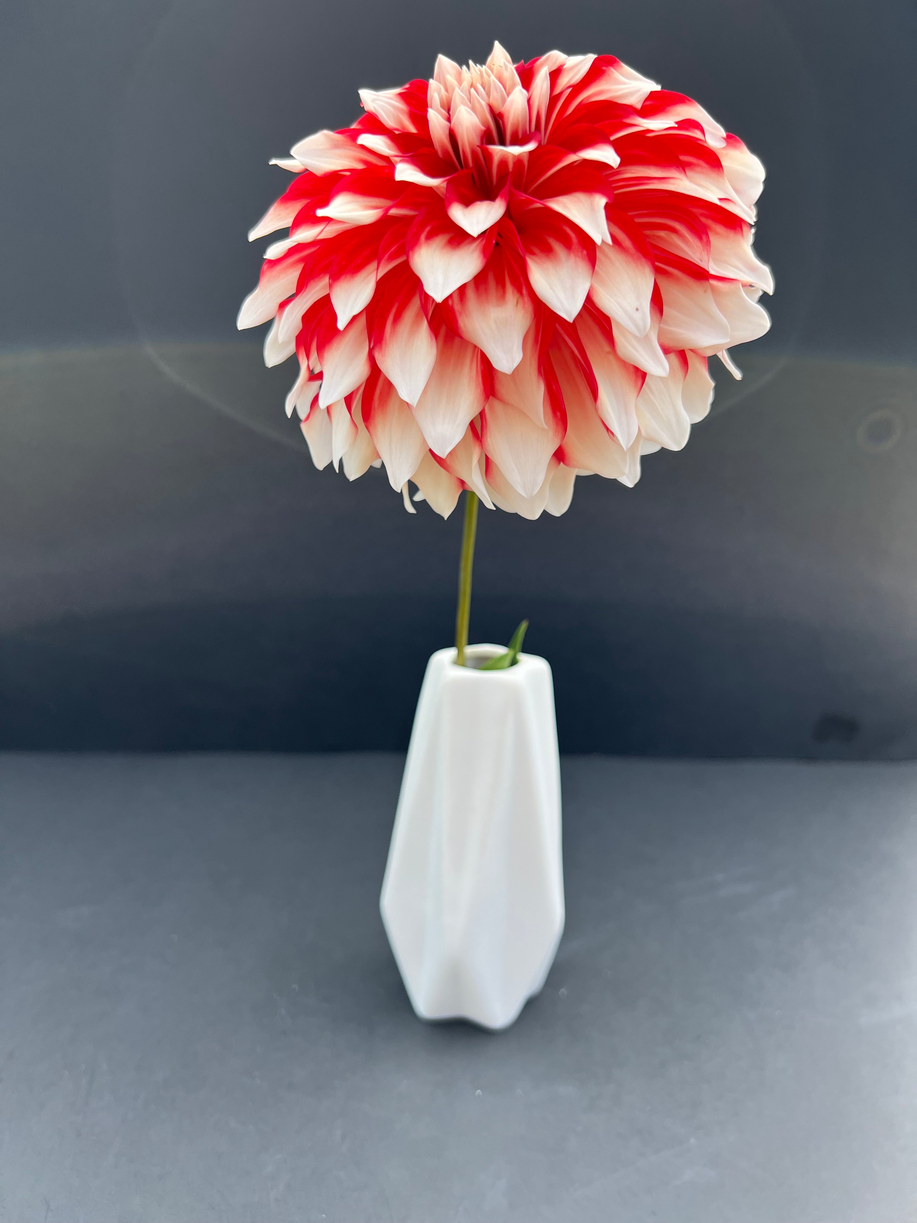 myrtles brandy dahlia bloom with vibrant red-white petals, grown from high-quality tubers for sale
