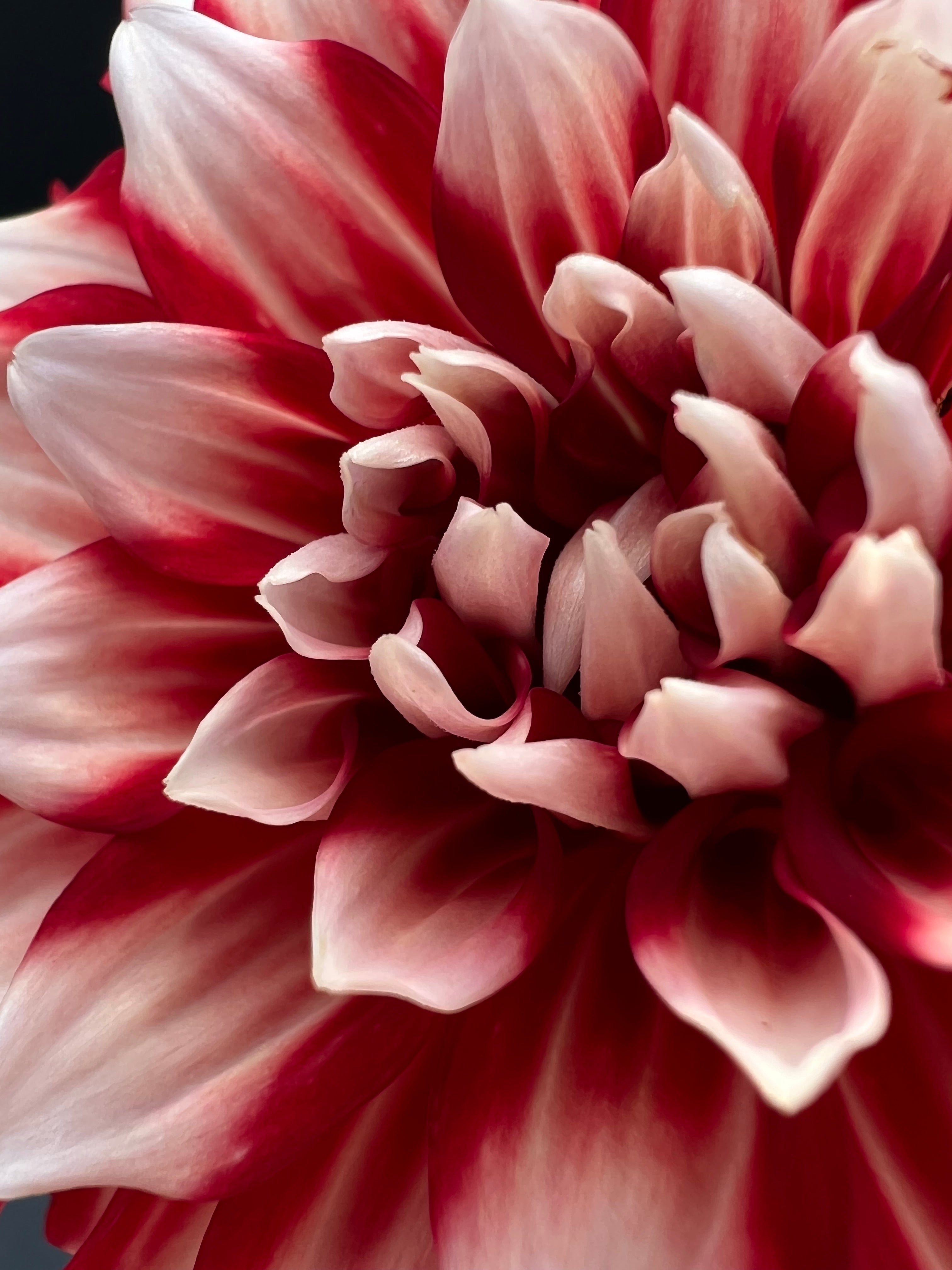 myrtles brandy dahlia bloom with vibrant red-white petals, grown from high-quality tubers for sale