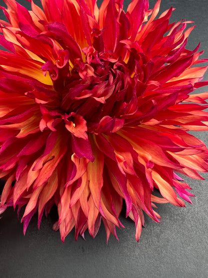 myrtles folly dahlia bloom with vibrant pink-dark pink-yellow petals, grown from high-quality tubers for sale