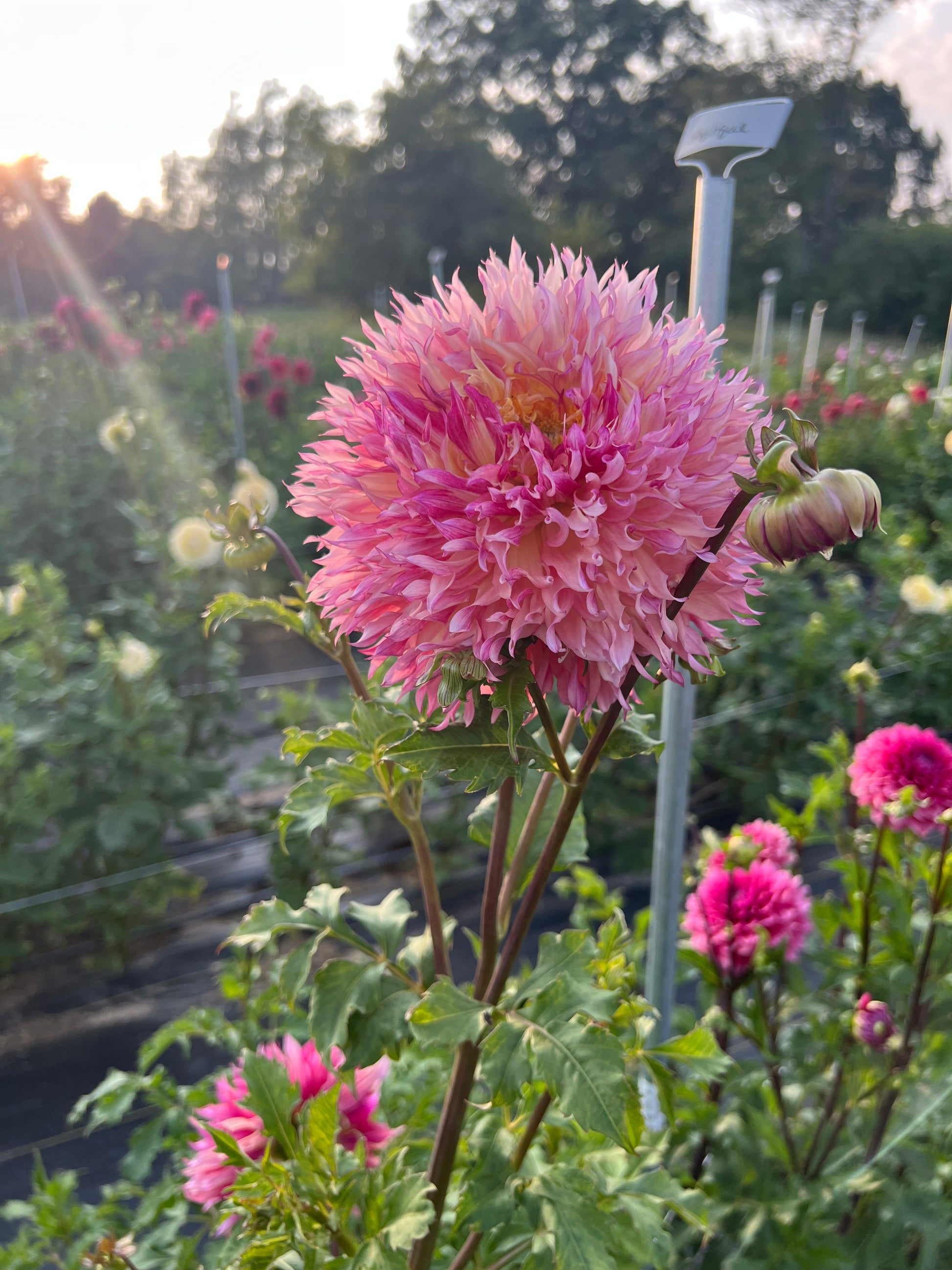 myrtles folly dahlia bloom with vibrant pink-dark pink-yellow petals, grown from high-quality tubers for sale