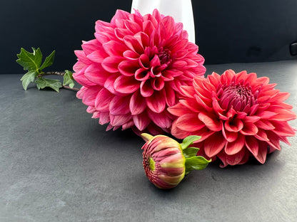 mystique dahlia bloom with vibrant dark pink-pink petals, grown from high-quality tubers for sale