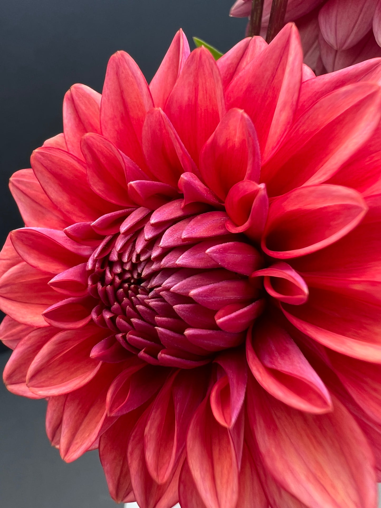 mystique dahlia bloom with vibrant dark pink-pink petals, grown from high-quality tubers for sale