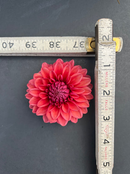 mystique dahlia bloom with vibrant dark pink-pink petals, grown from high-quality tubers for sale