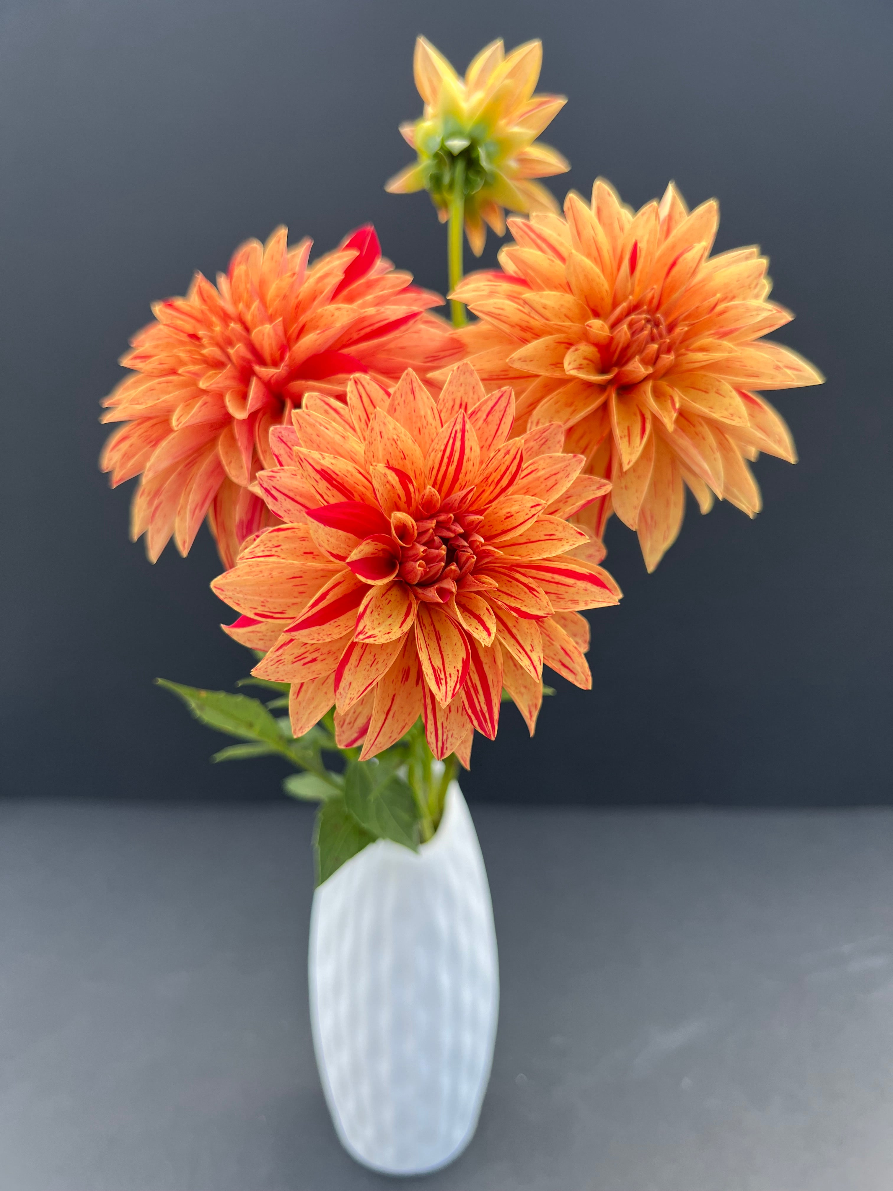 nathaniel dahlia bloom with vibrant orange-red petals, grown from high-quality tubers for sale