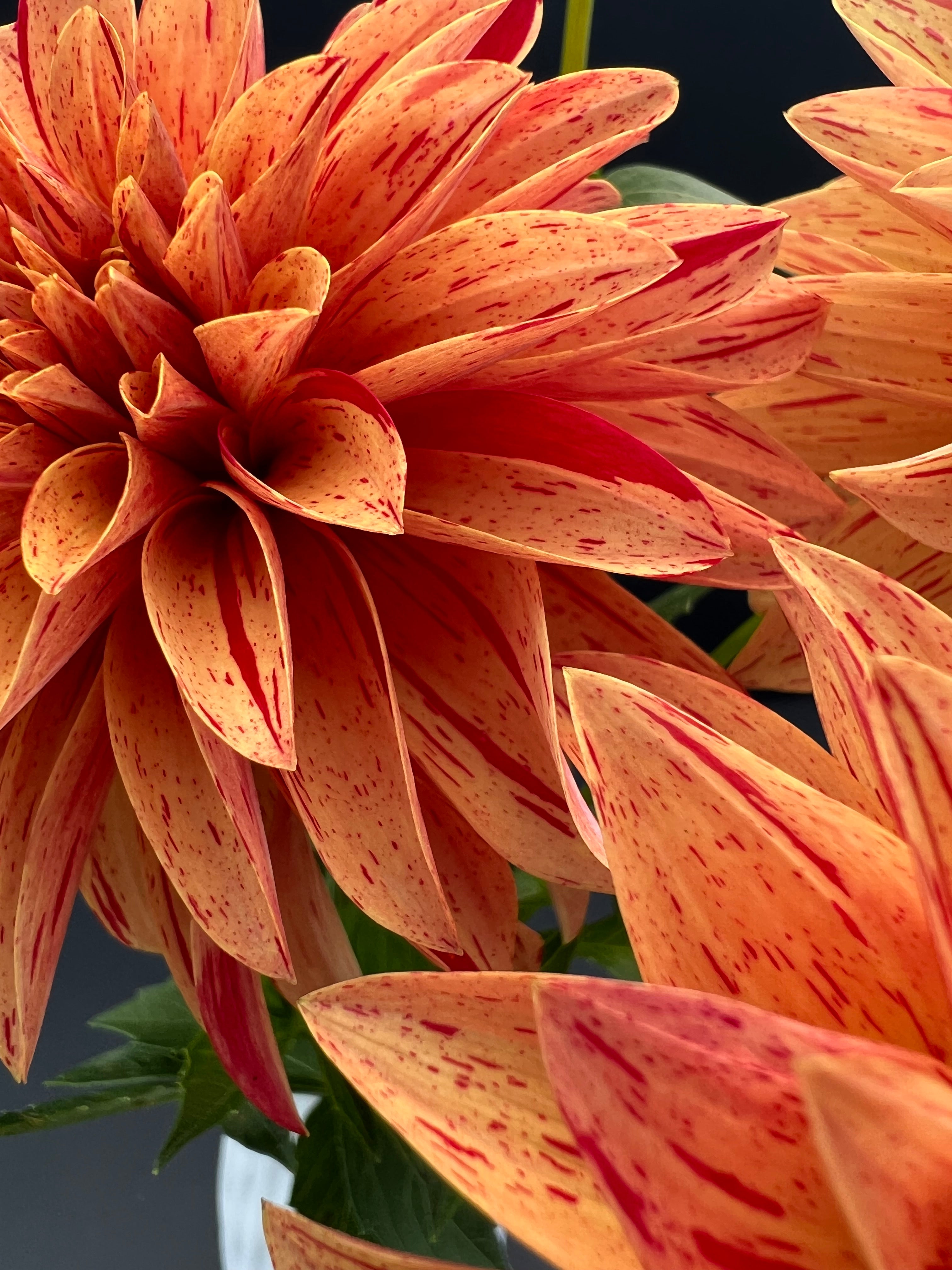 nathaniel dahlia bloom with vibrant orange-red petals, grown from high-quality tubers for sale