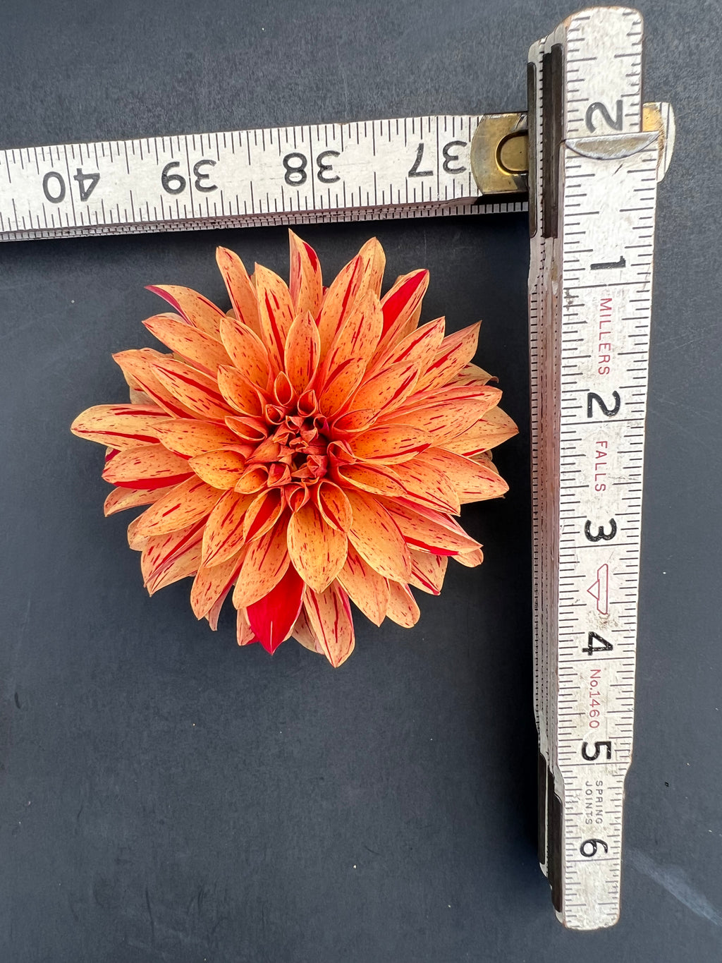 nathaniel dahlia bloom with vibrant orange-red petals, grown from high-quality tubers for sale