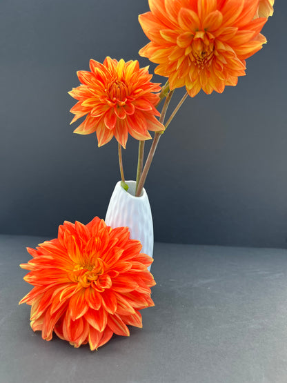 neon splendor dahlia bloom with vibrant orange petals, grown from high-quality tubers for sale