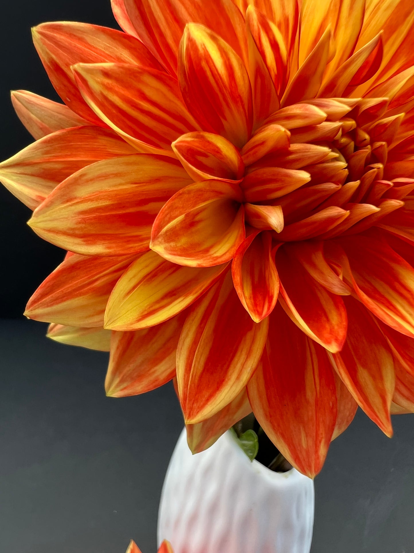 neon splendor dahlia bloom with vibrant orange petals, grown from high-quality tubers for sale