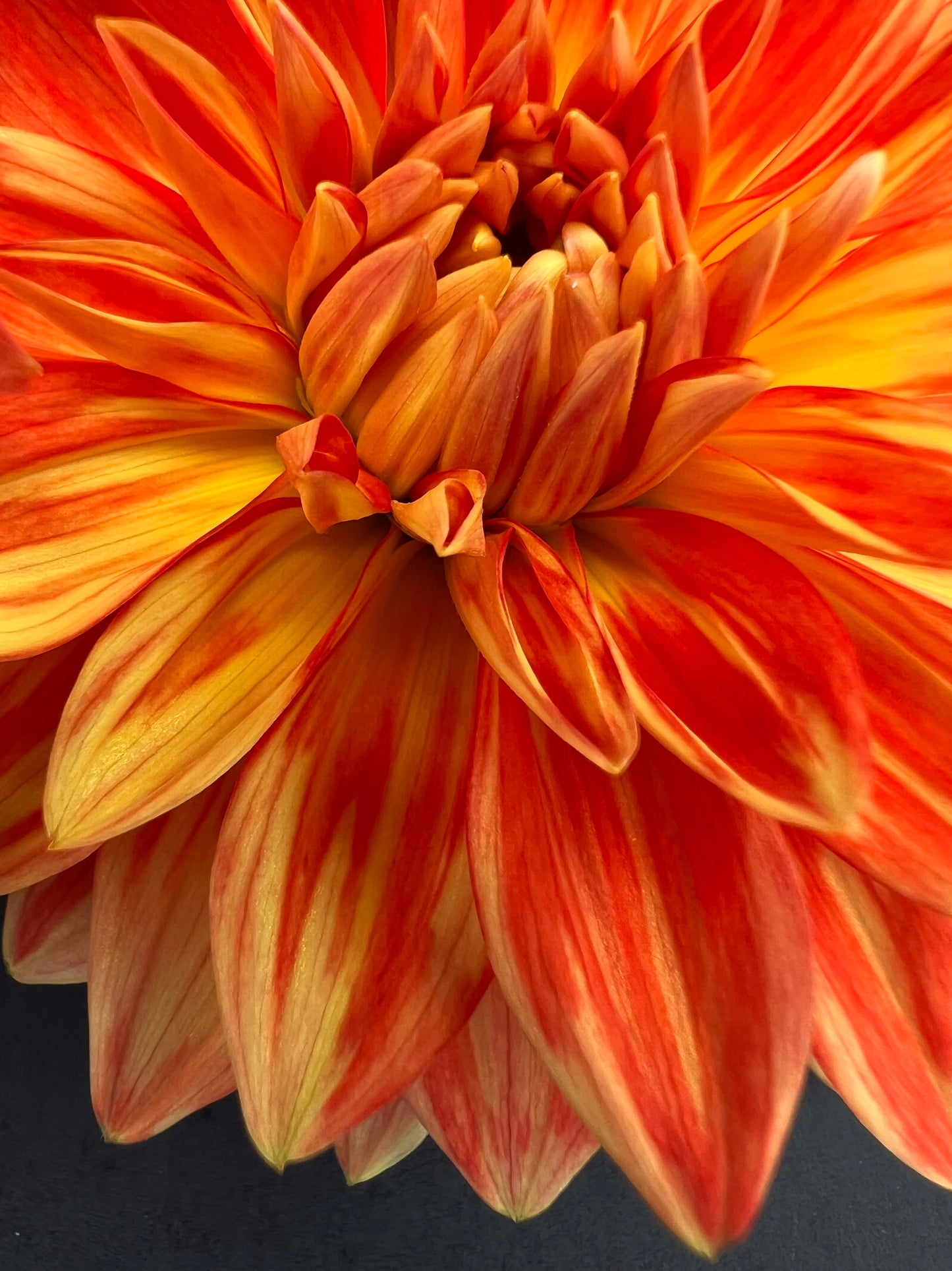 neon splendor dahlia bloom with vibrant orange petals, grown from high-quality tubers for sale