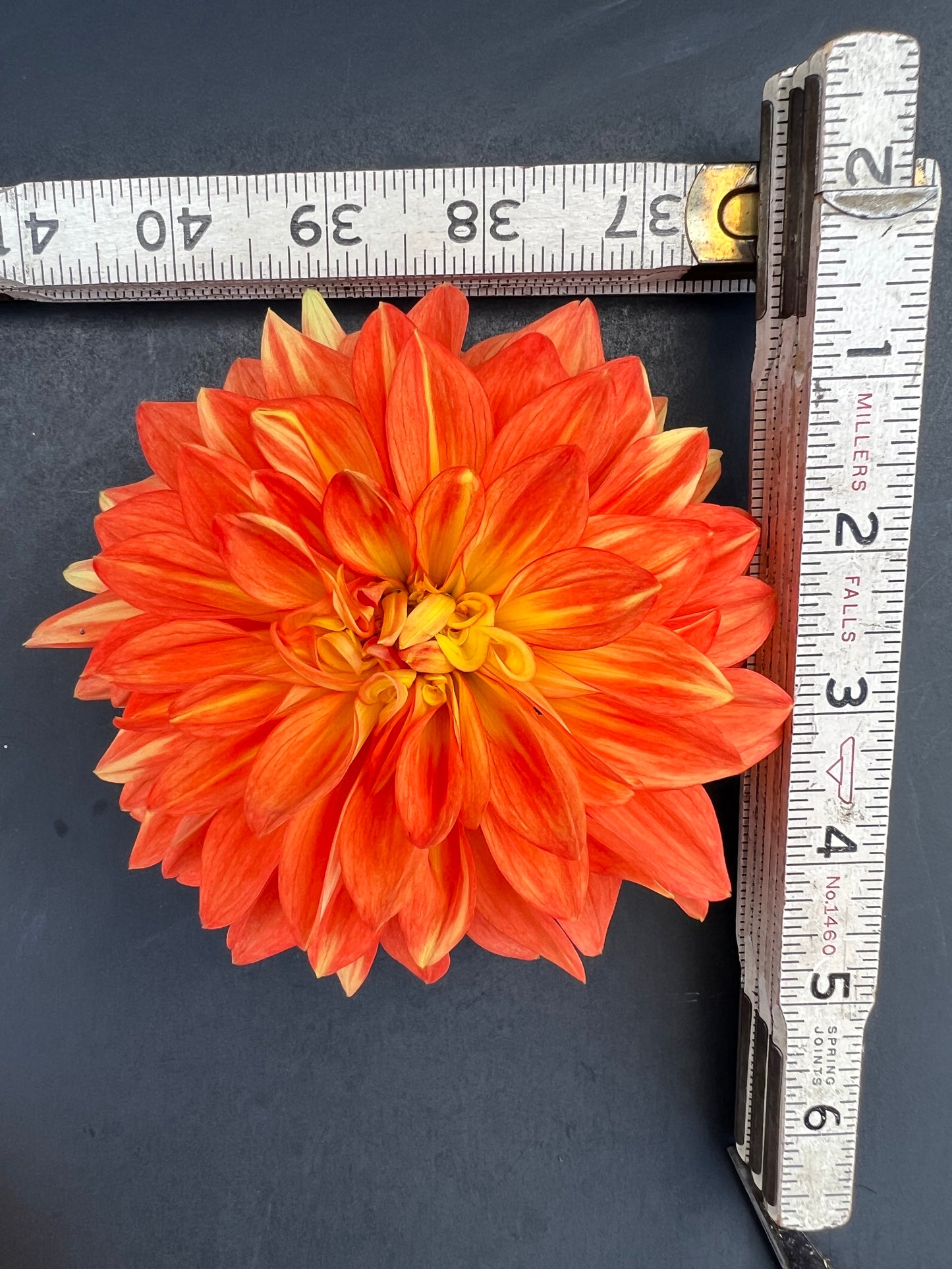 neon splendor dahlia bloom with vibrant orange petals, grown from high-quality tubers for sale