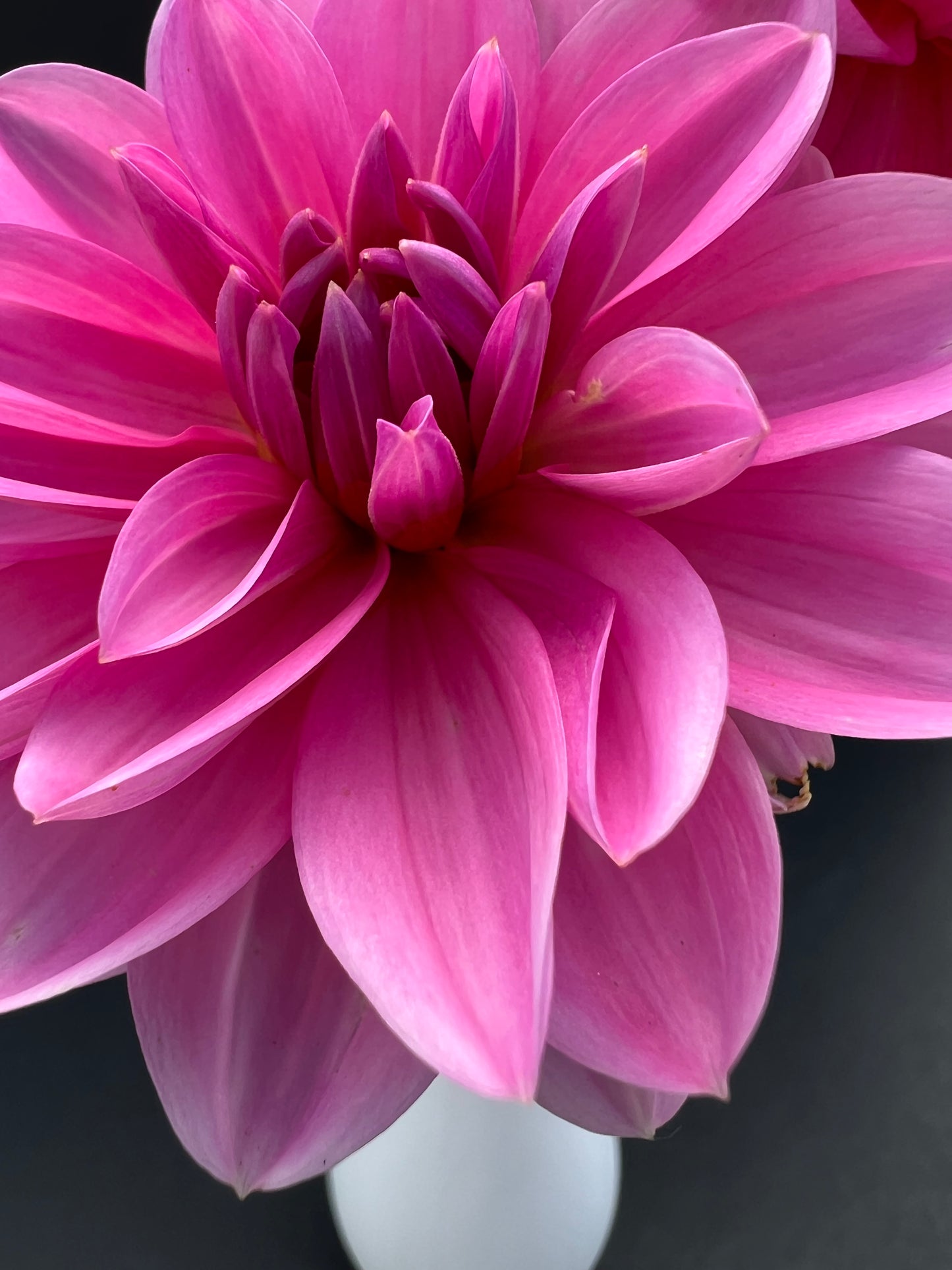 onesta dahlia bloom with vibrant purple petals, grown from high-quality tubers for sale