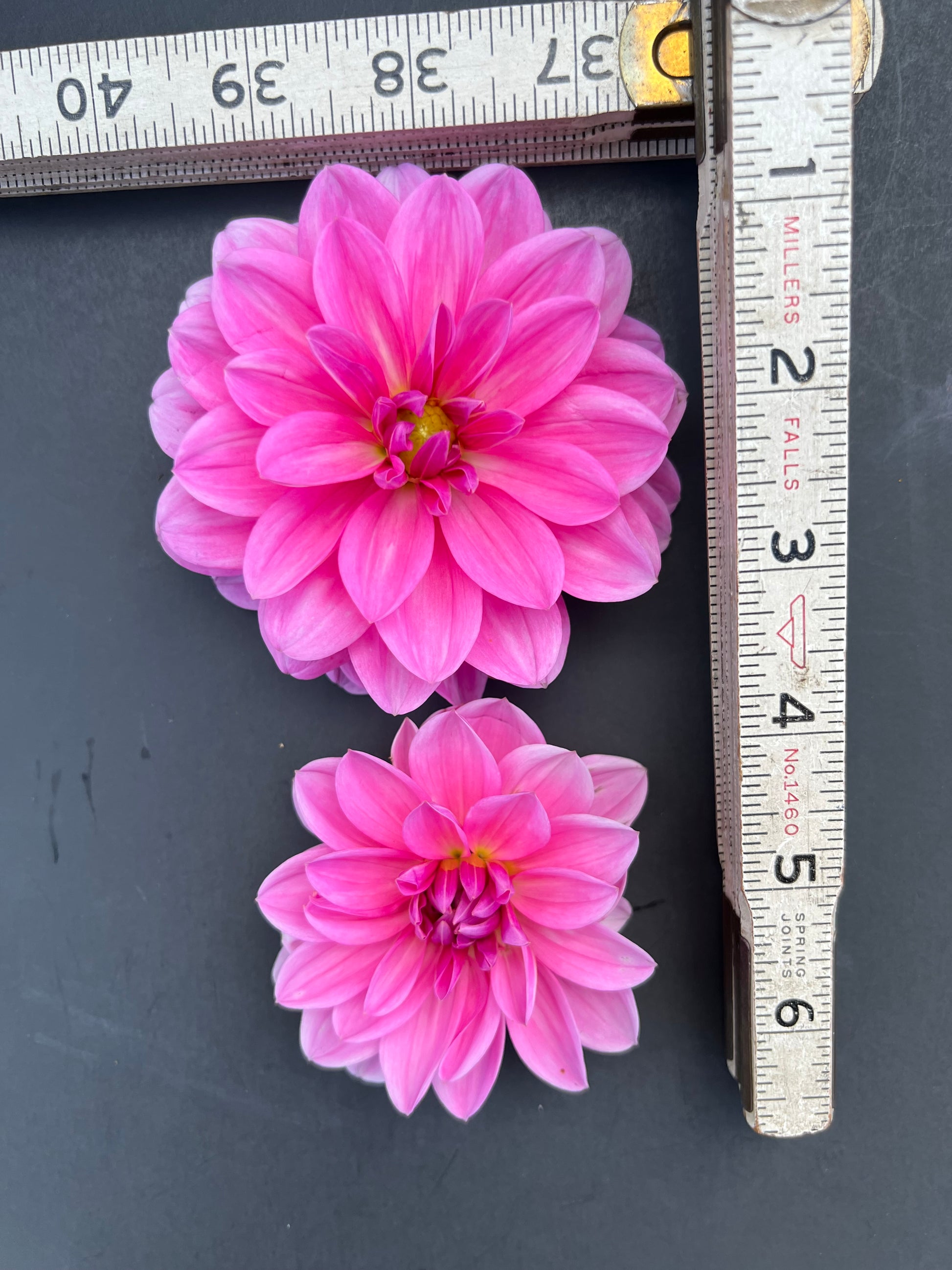 onesta dahlia bloom with vibrant purple petals, grown from high-quality tubers for sale