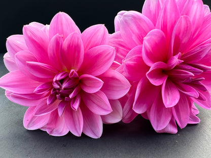 onesta dahlia bloom with vibrant purple petals, grown from high-quality tubers for sale