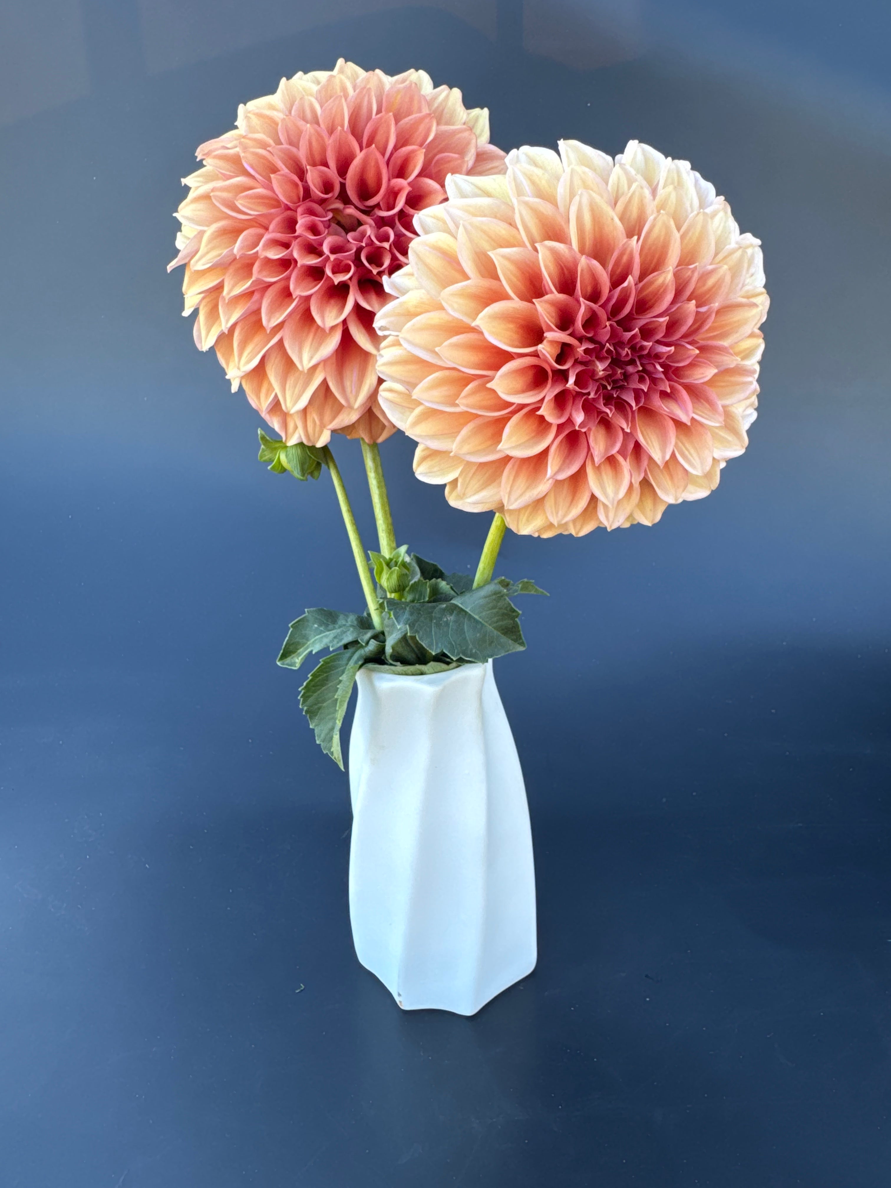 Orange Globe - Dahlia