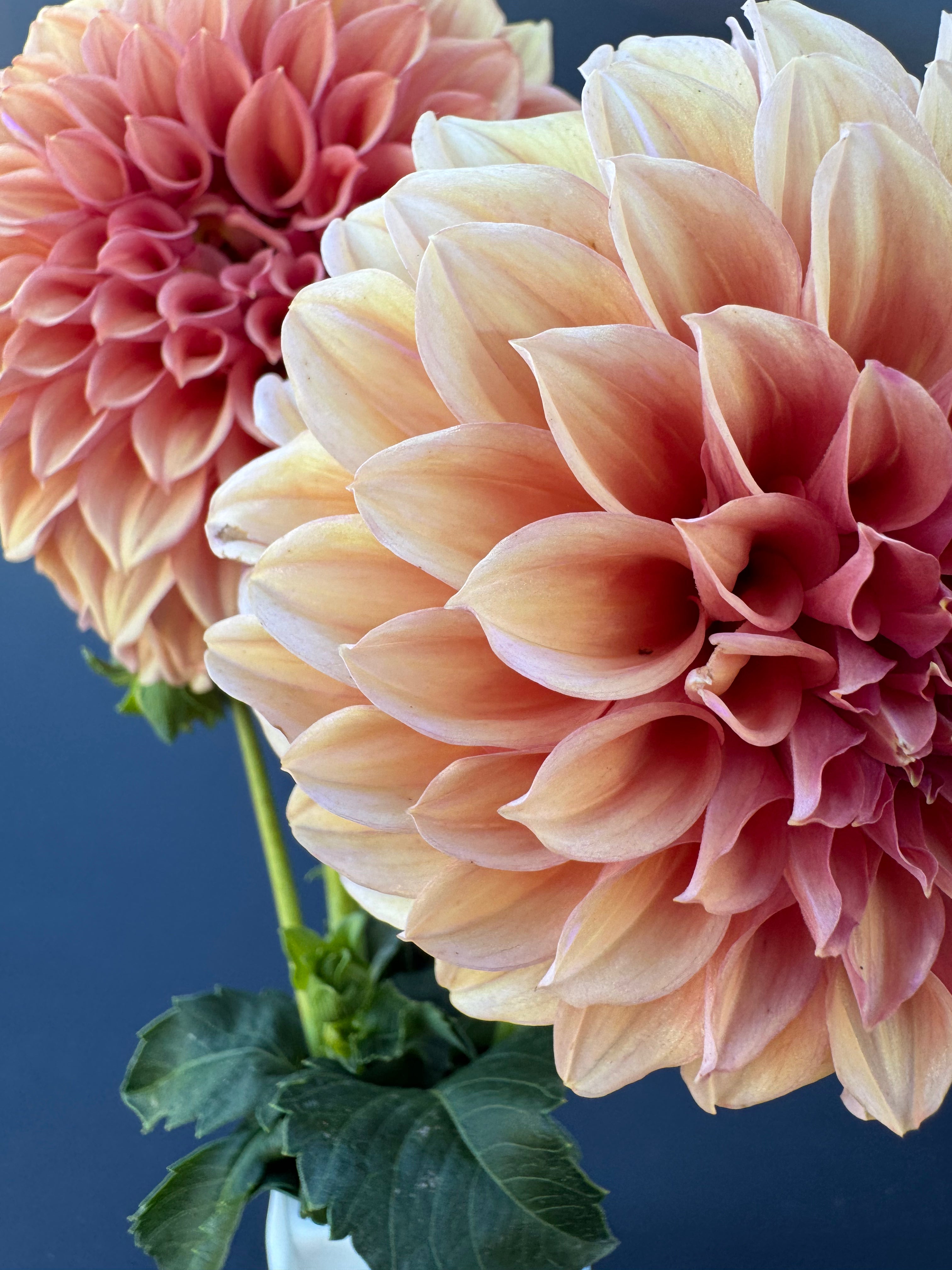 Orange Globe - Dahlia