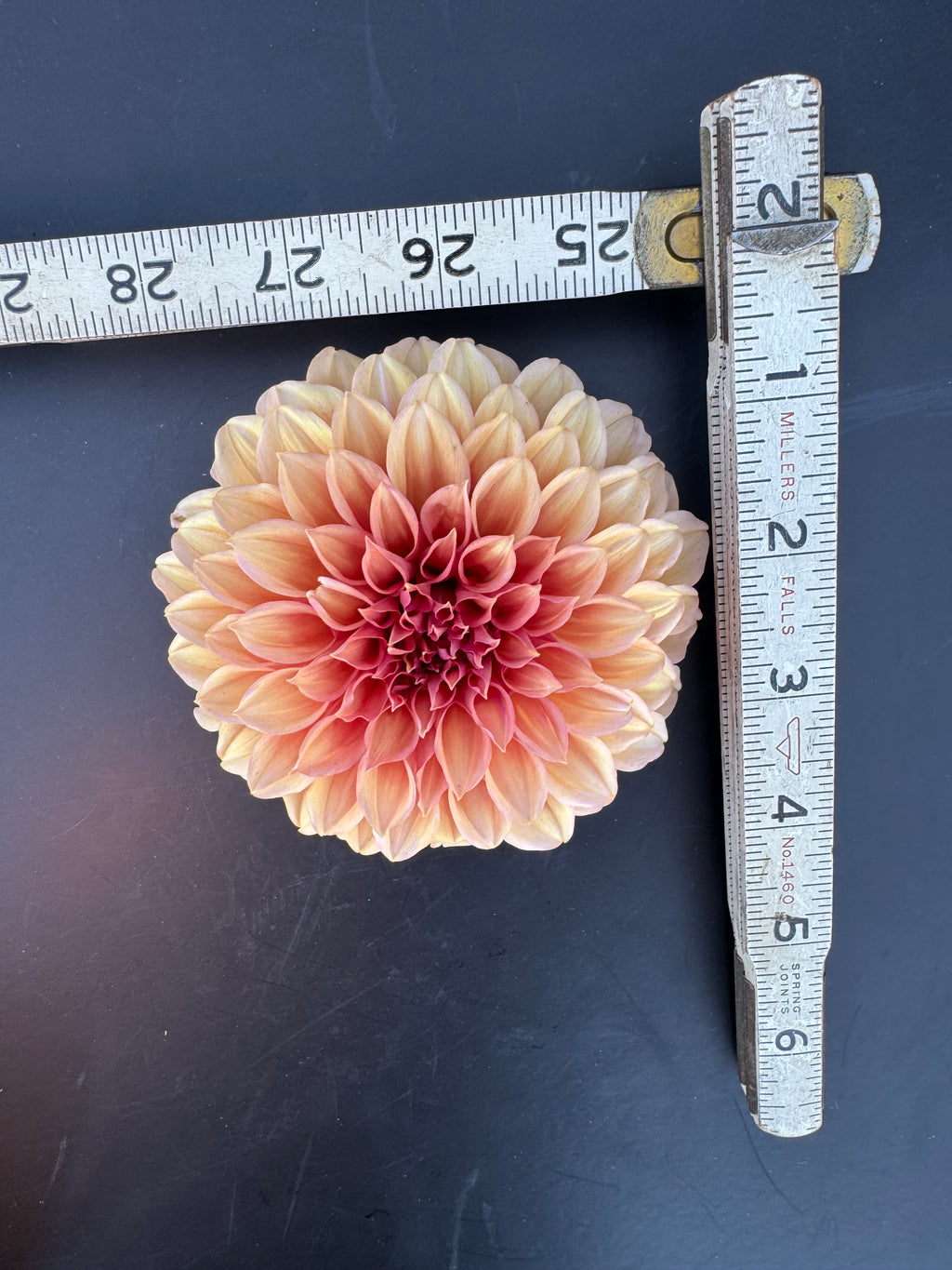 Orange Globe - Dahlia