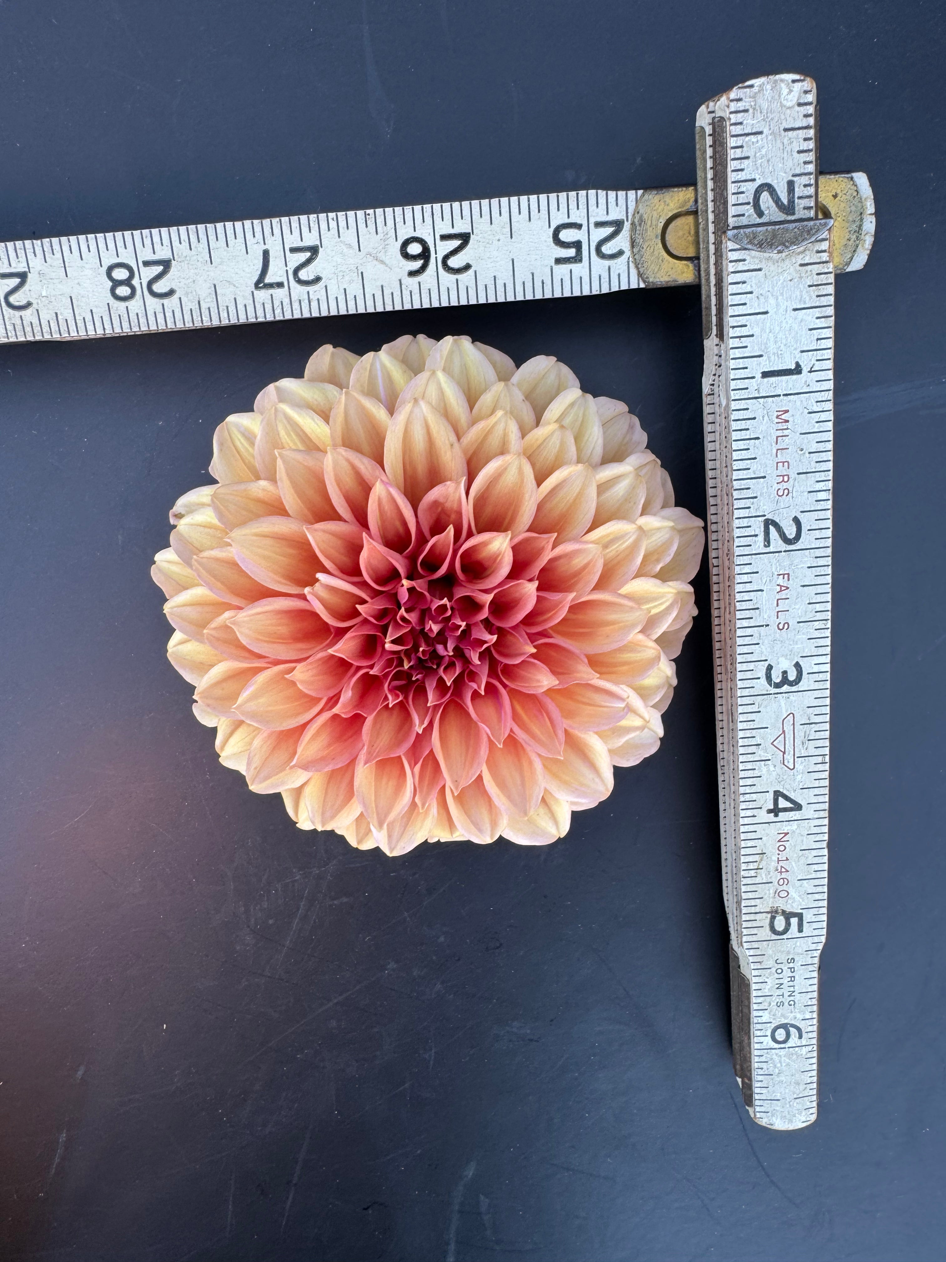 Orange Globe - Dahlia