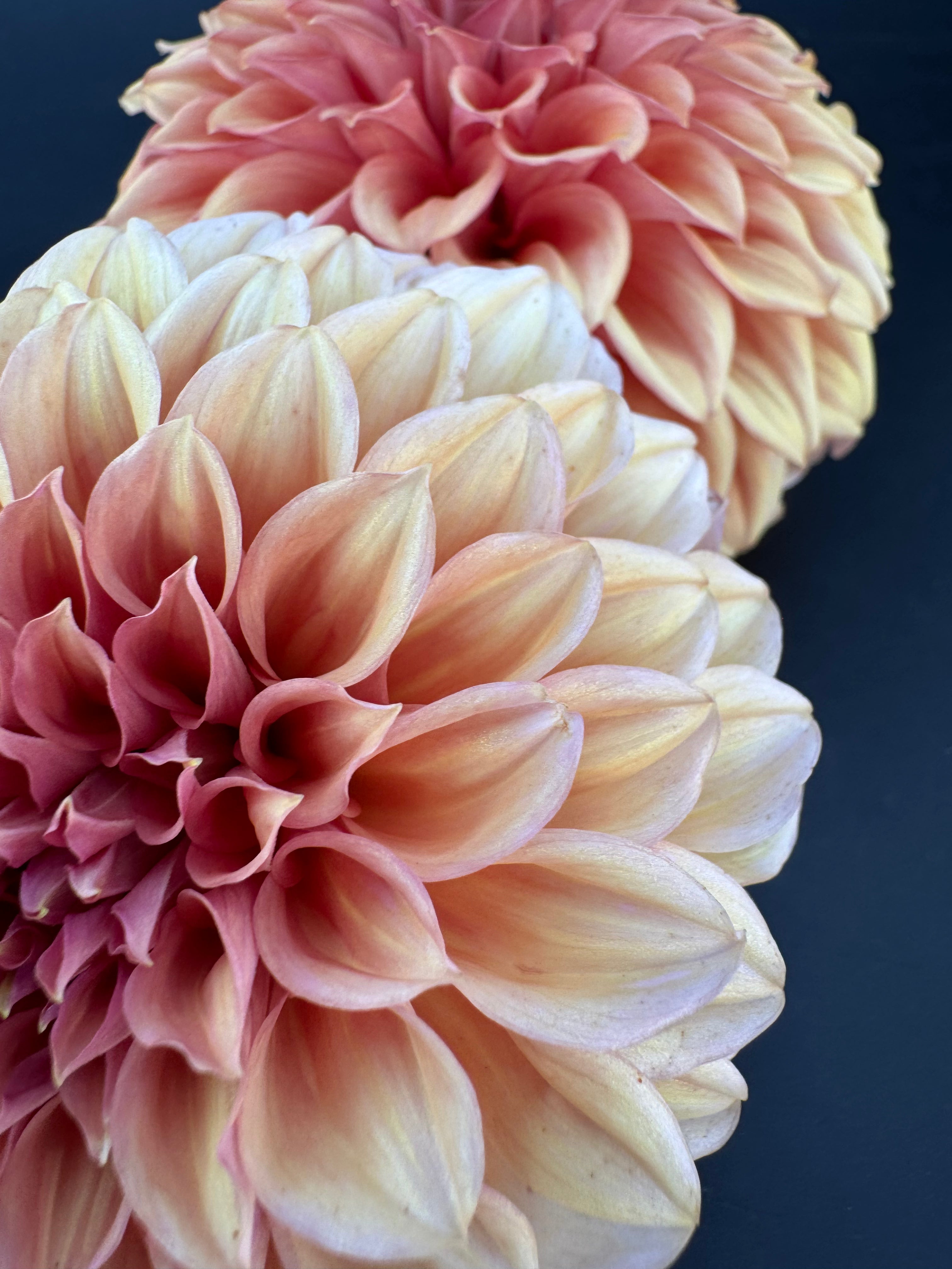 Orange Globe - Dahlia