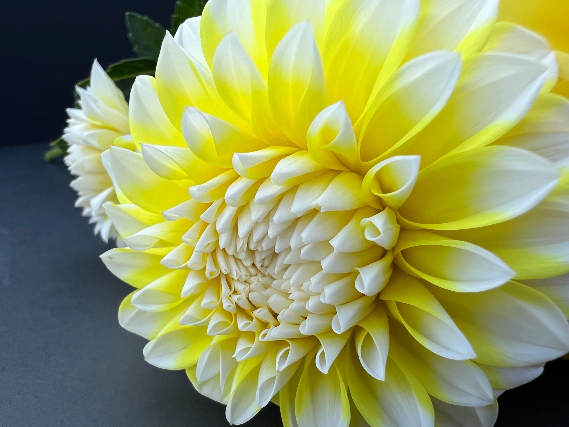 ova jo dahlia bloom with vibrant white-yellow petals, grown from high-quality tubers for sale