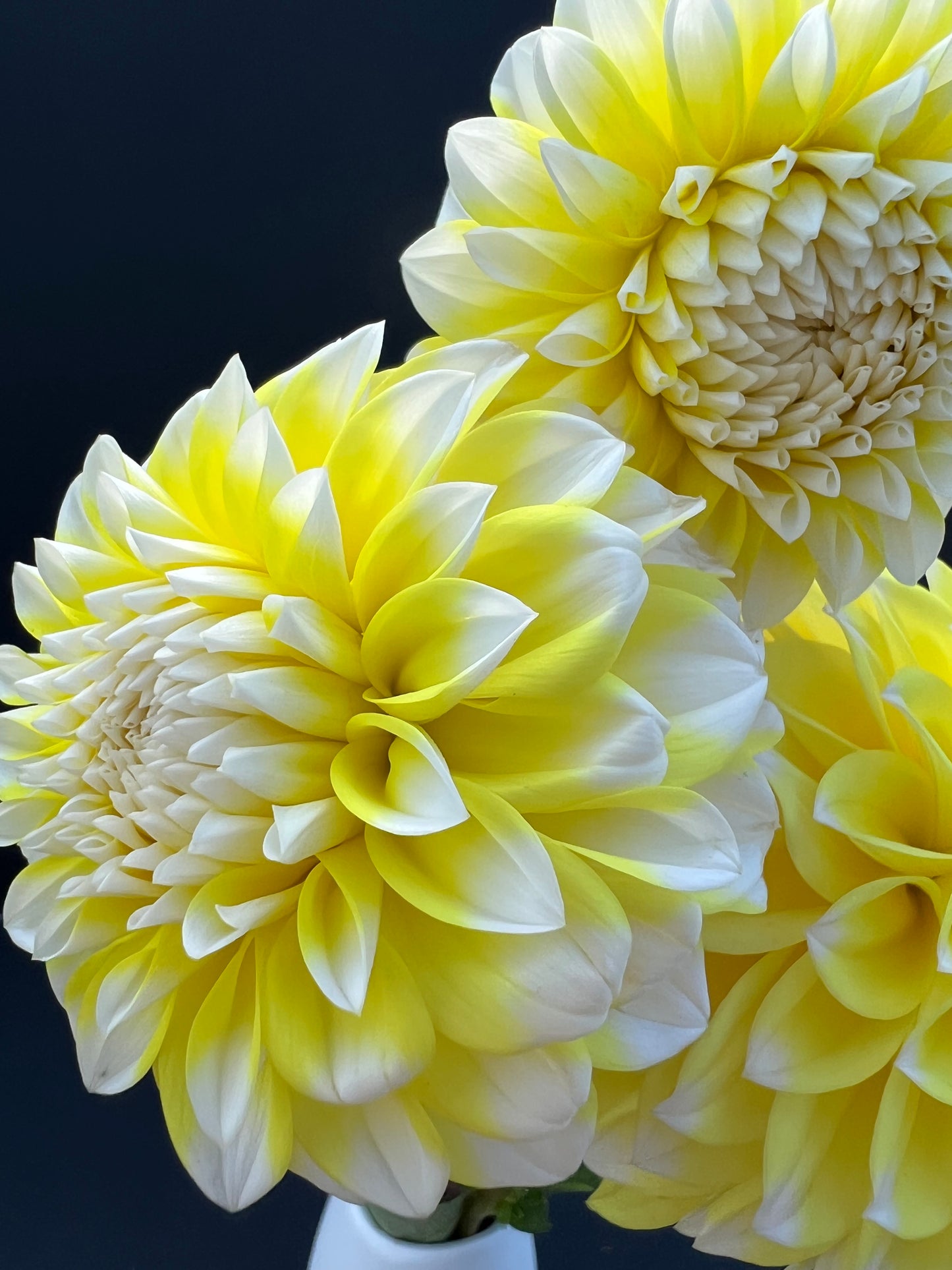 ova jo dahlia bloom with vibrant white-yellow petals, grown from high-quality tubers for sale