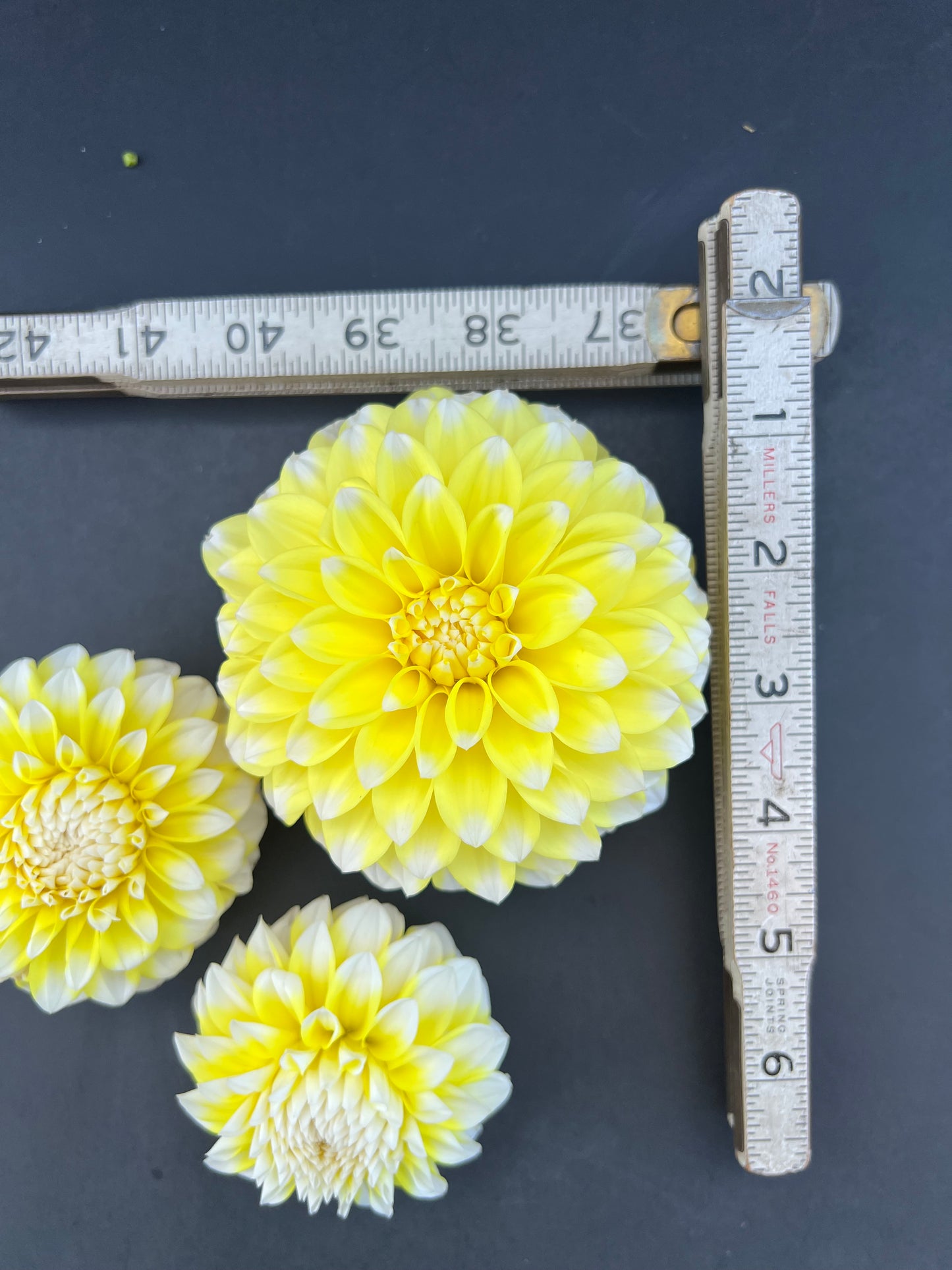 ova jo dahlia bloom with vibrant white-yellow petals, grown from high-quality tubers for sale