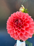 Parkland Tribute - Dahlia