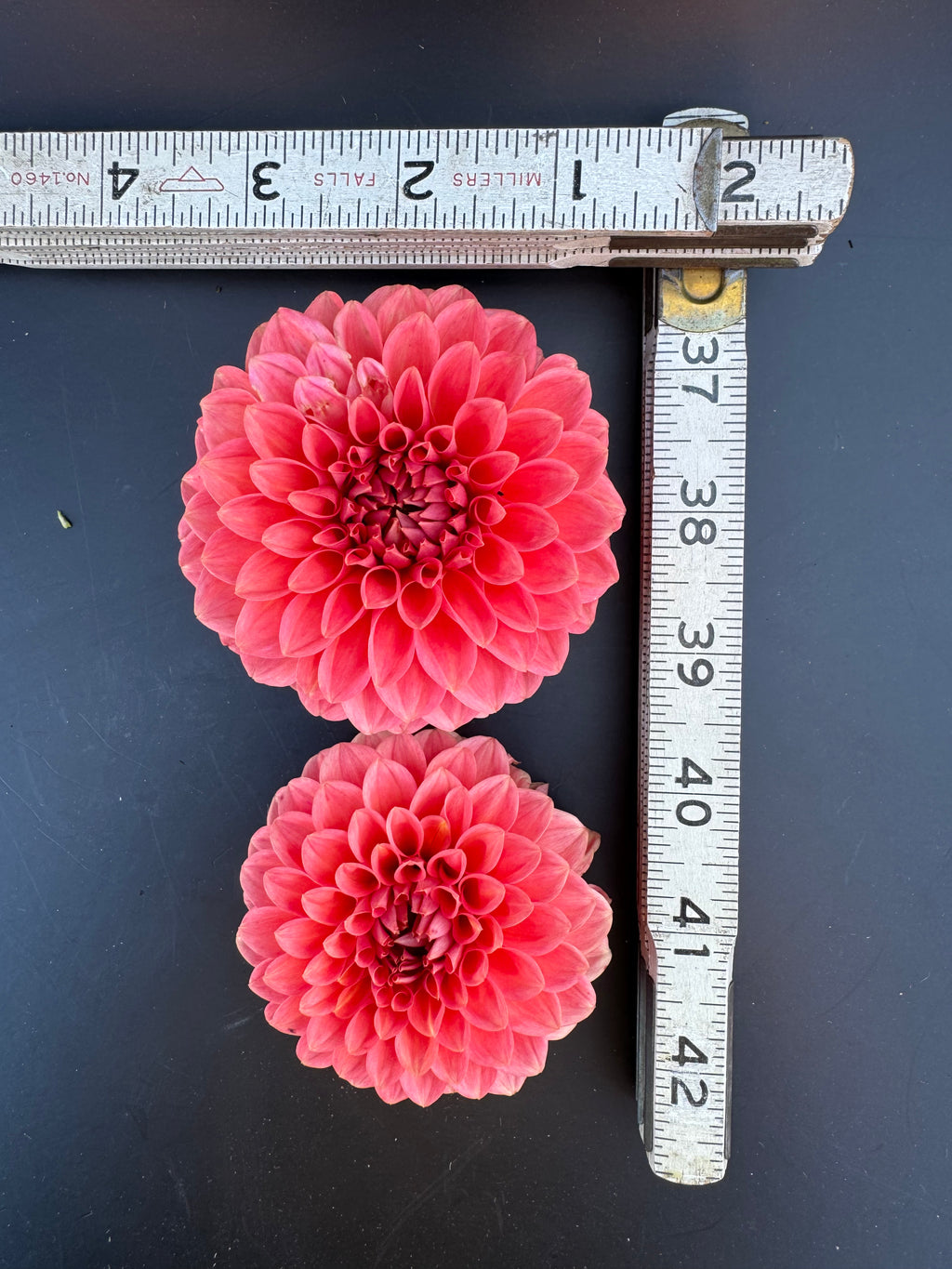Parkland Tribute - Dahlia
