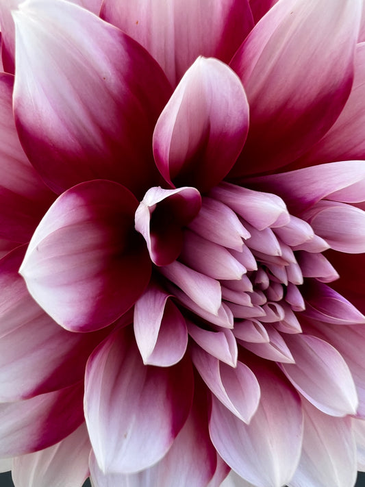 patches dahlia bloom with vibrant purple-white petals, grown from high-quality tubers for sale