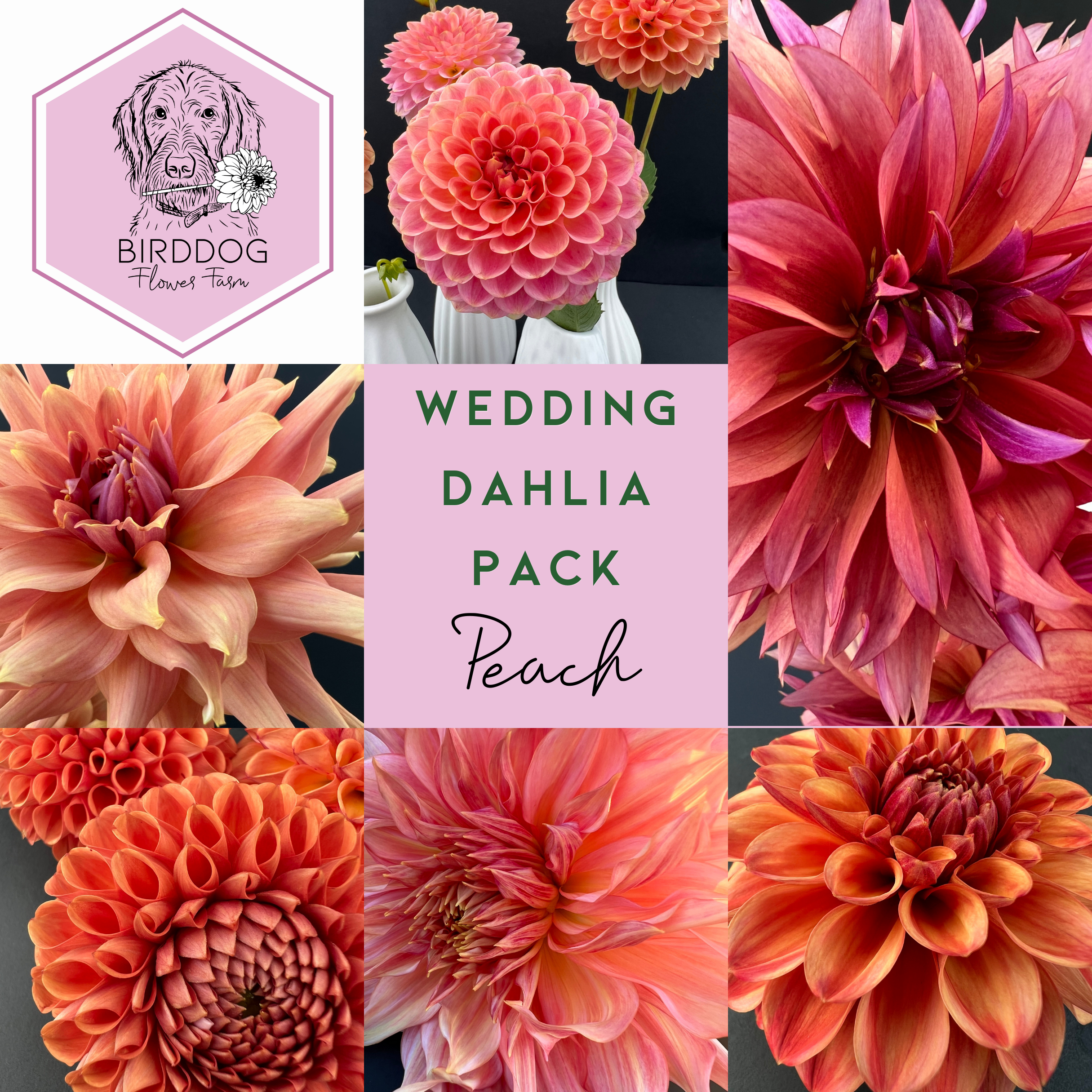 Grid of dahlia flowers included in a Peach theme wedding pack, purchase tubers for sale to grow your own flowers