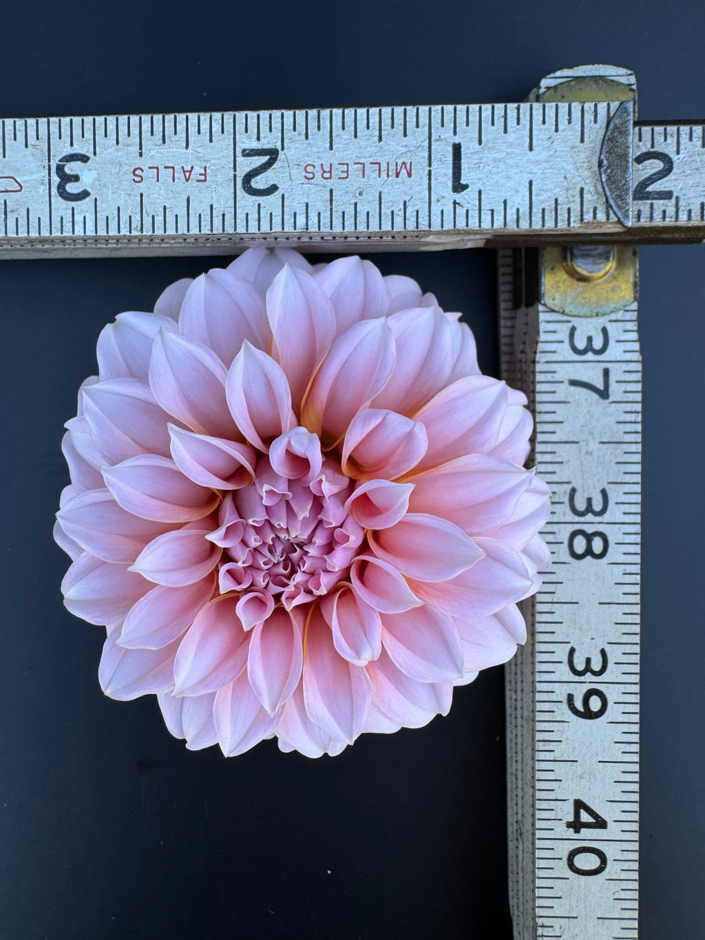 Peaches-N-Cream - Dahlia