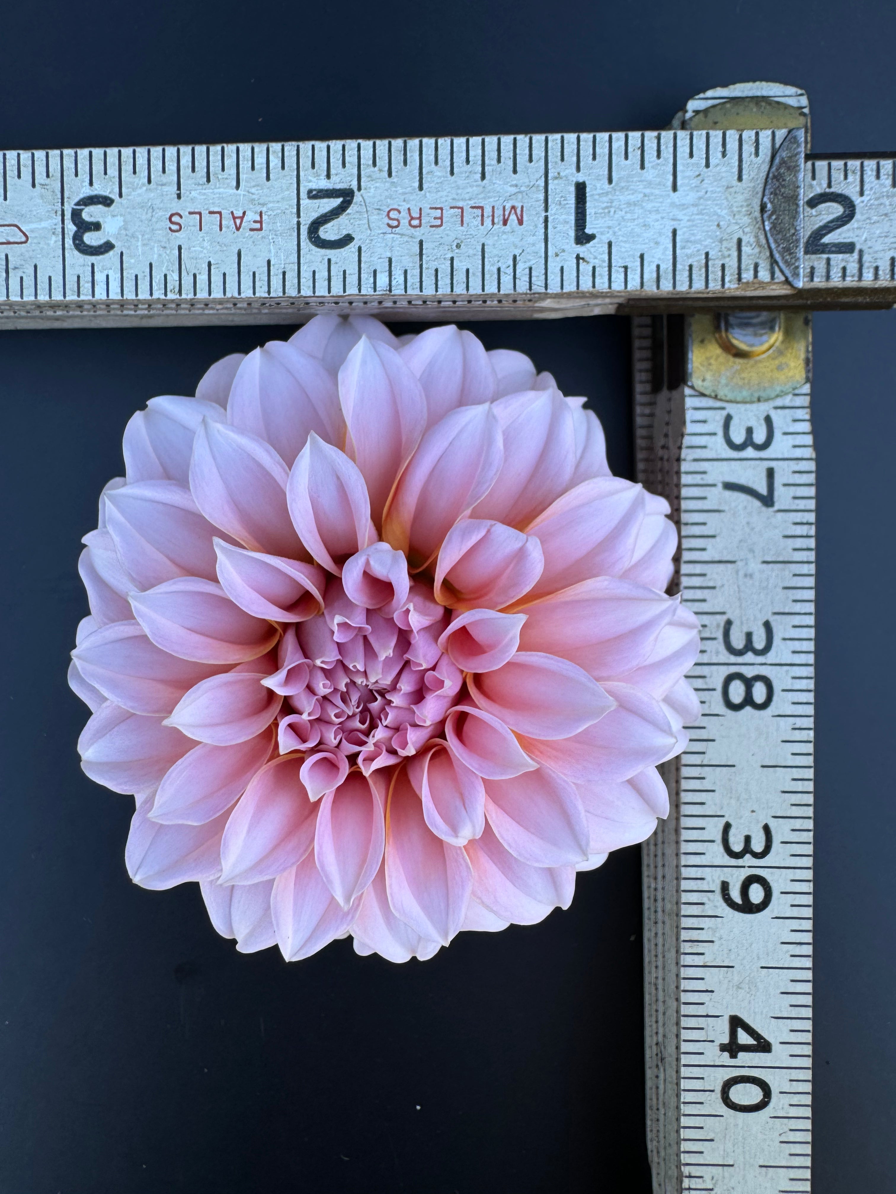 Peaches-N-Cream - Dahlia