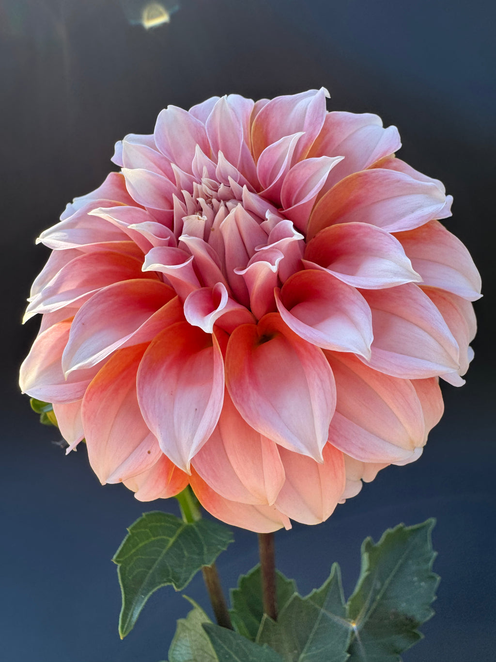 Peaches-N-Cream - Dahlia