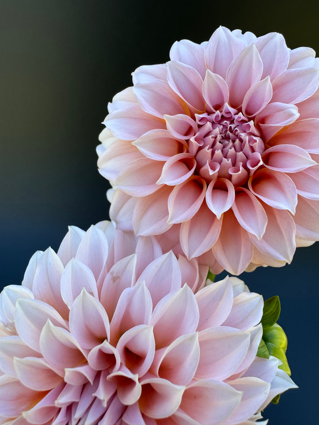 Peaches-N-Cream - Dahlia
