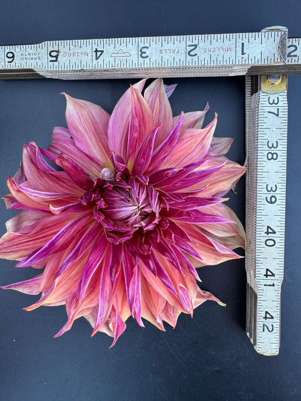 Penhill Dark Monarch - Dahlia