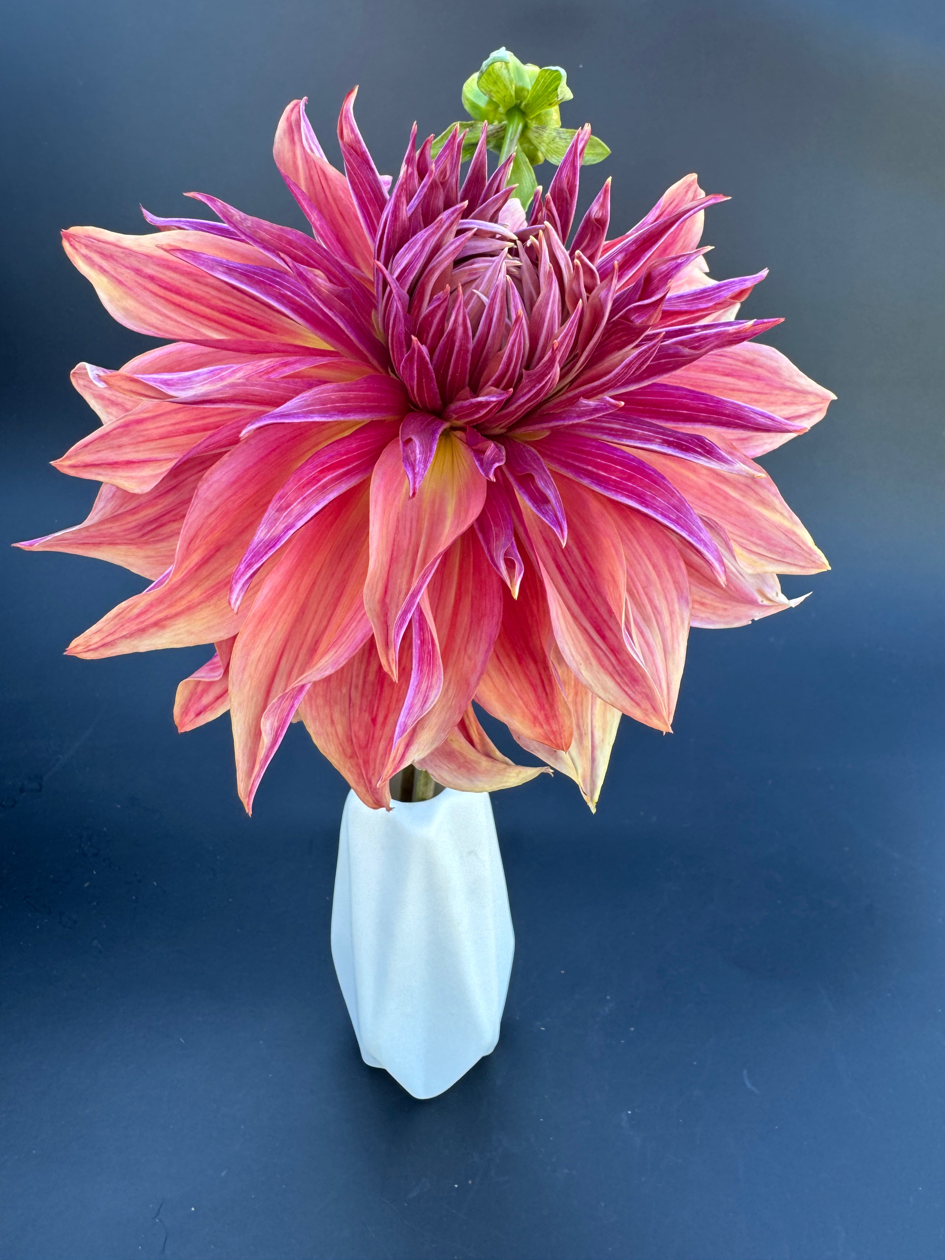 Penhill Dark Monarch - Dahlia