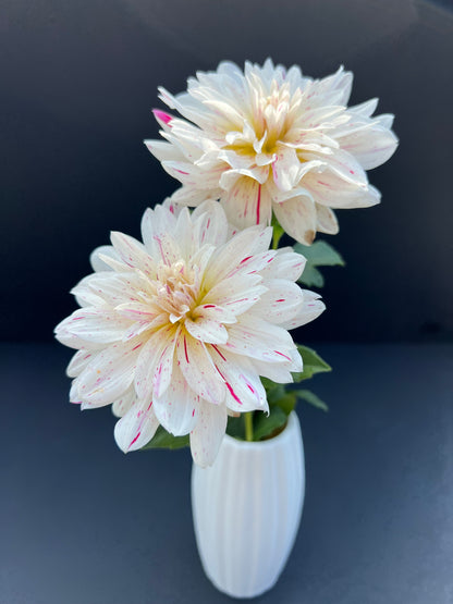 picasso dahlia bloom with vibrant white-purple petals, grown from high-quality tubers for sale