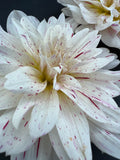 picasso dahlia bloom with vibrant white-purple petals, grown from high-quality tubers for sale