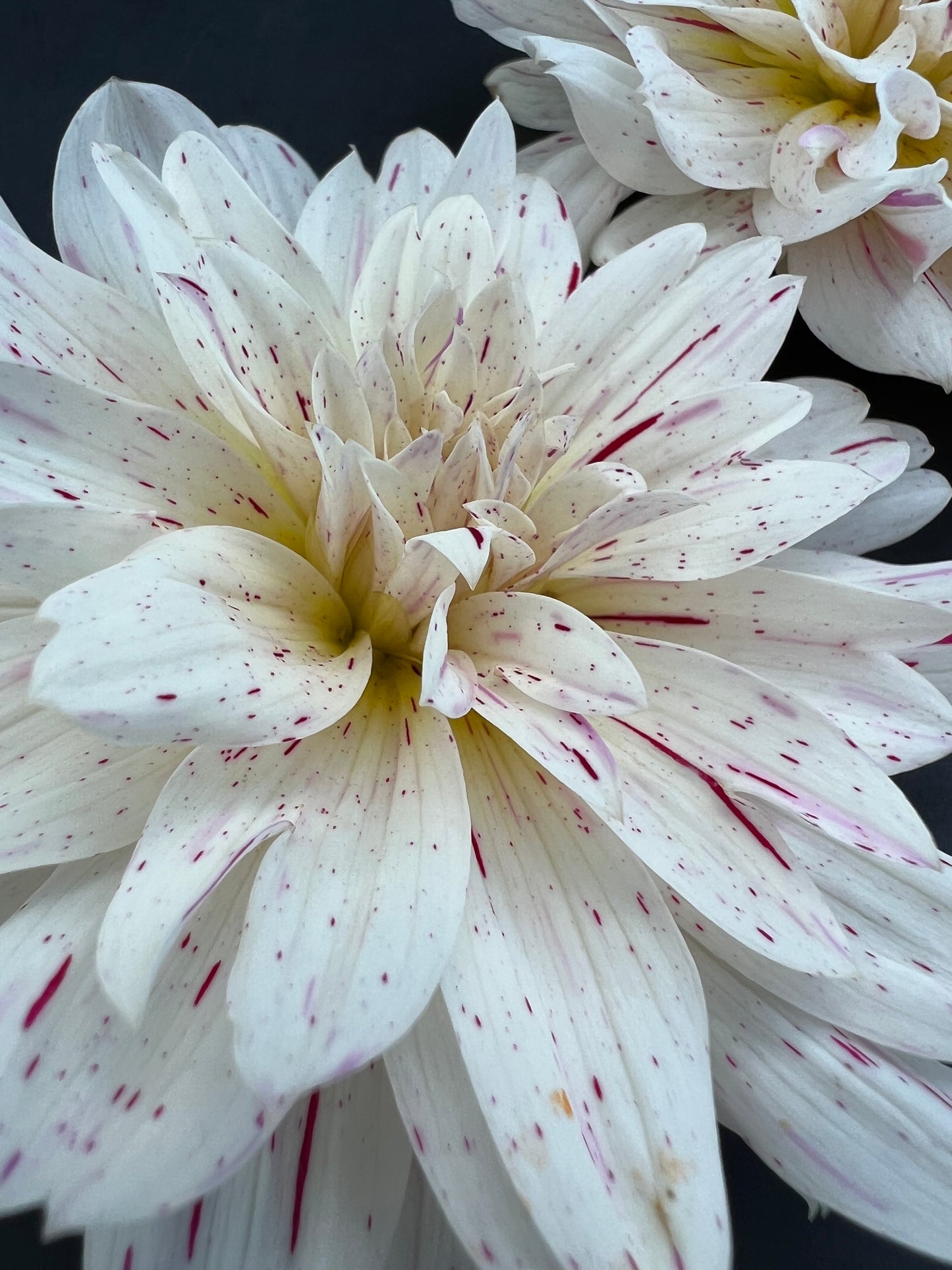 picasso dahlia bloom with vibrant white-purple petals, grown from high-quality tubers for sale