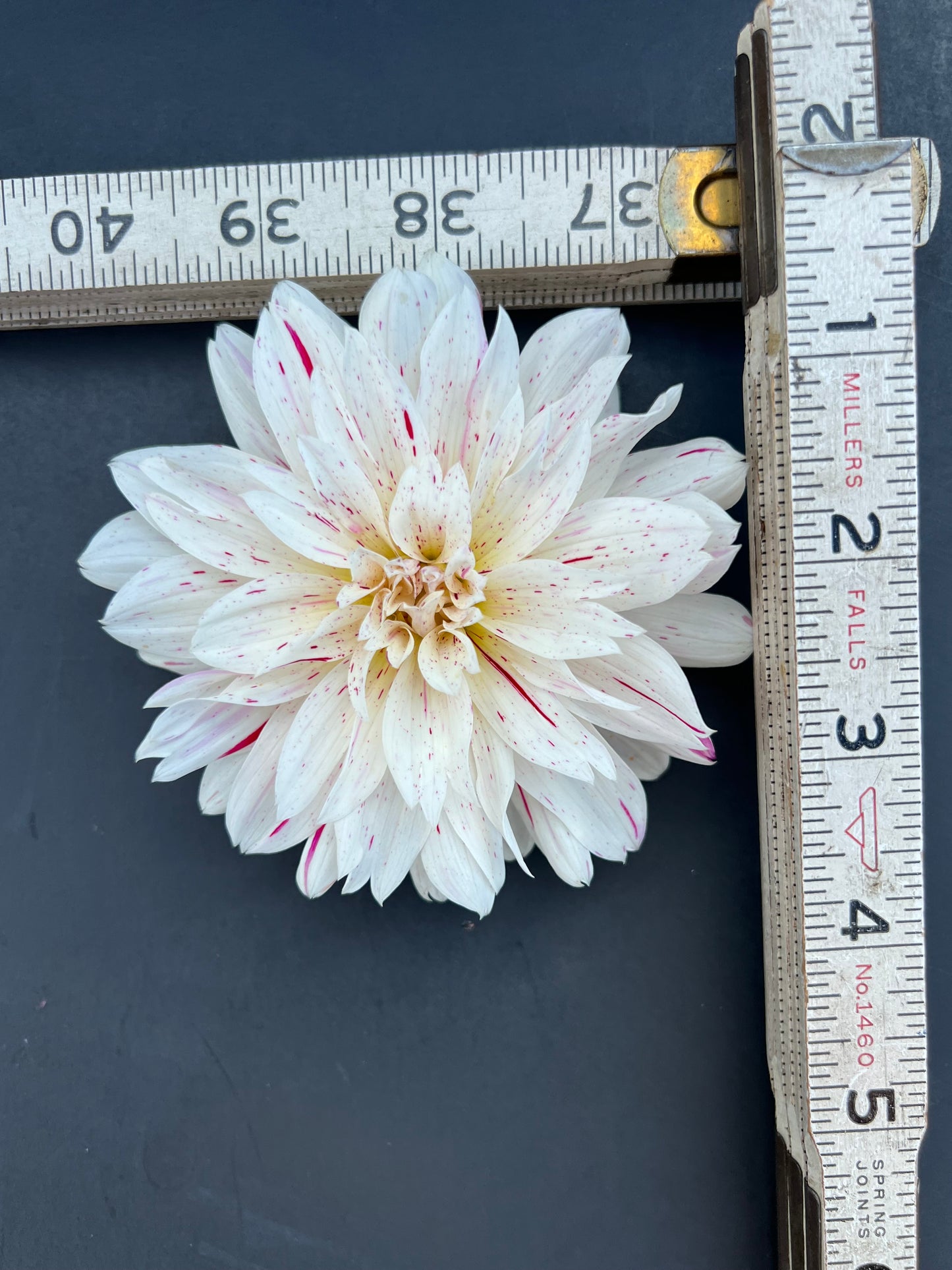 picasso dahlia bloom with vibrant white-purple petals, grown from high-quality tubers for sale