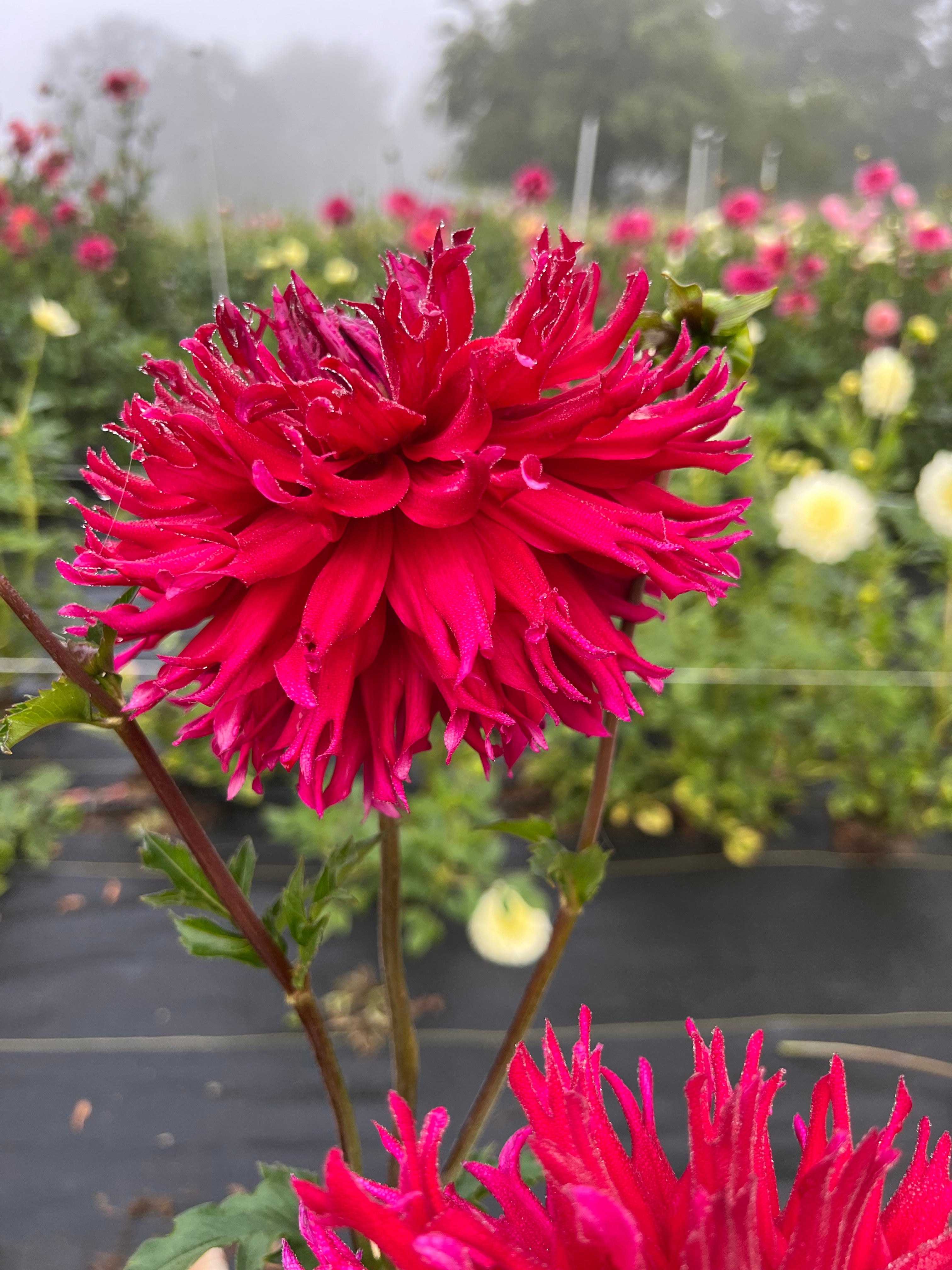 pinelands prickles dahlia bloom with vibrant red-maroon petals, grown from high-quality tubers for sale