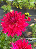 pinelands prickles dahlia bloom with vibrant red-maroon petals, grown from high-quality tubers for sale