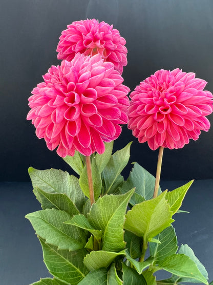 rebecca lynn dahlia bloom with vibrant dark pink-pink petals, grown from high-quality tubers for sale