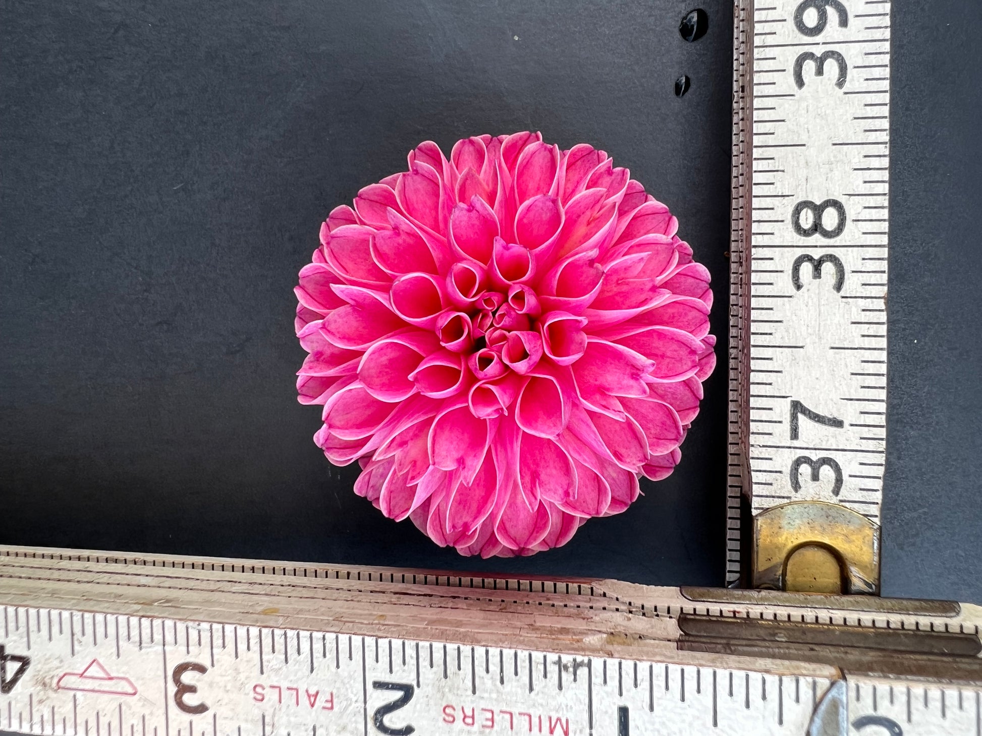 rebecca lynn dahlia bloom with vibrant dark pink-pink petals, grown from high-quality tubers for sale