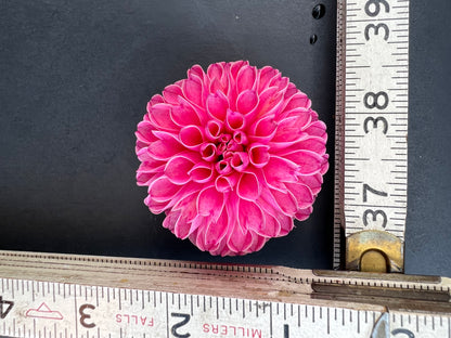 rebecca lynn dahlia bloom with vibrant dark pink-pink petals, grown from high-quality tubers for sale