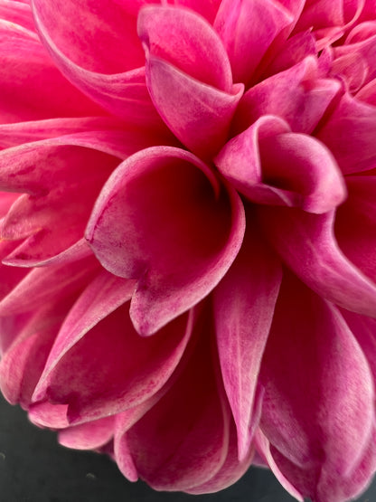 rebecca lynn dahlia bloom with vibrant dark pink-pink petals, grown from high-quality tubers for sale