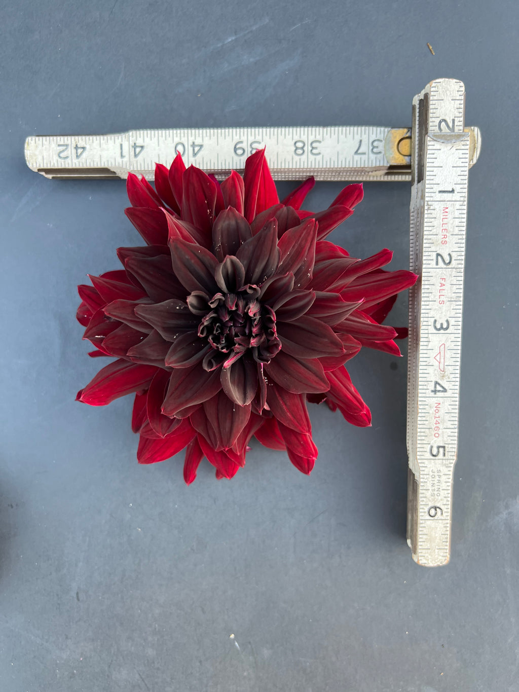 rip city dahlia bloom with vibrant maroon-red petals, grown from high-quality tubers for sale
