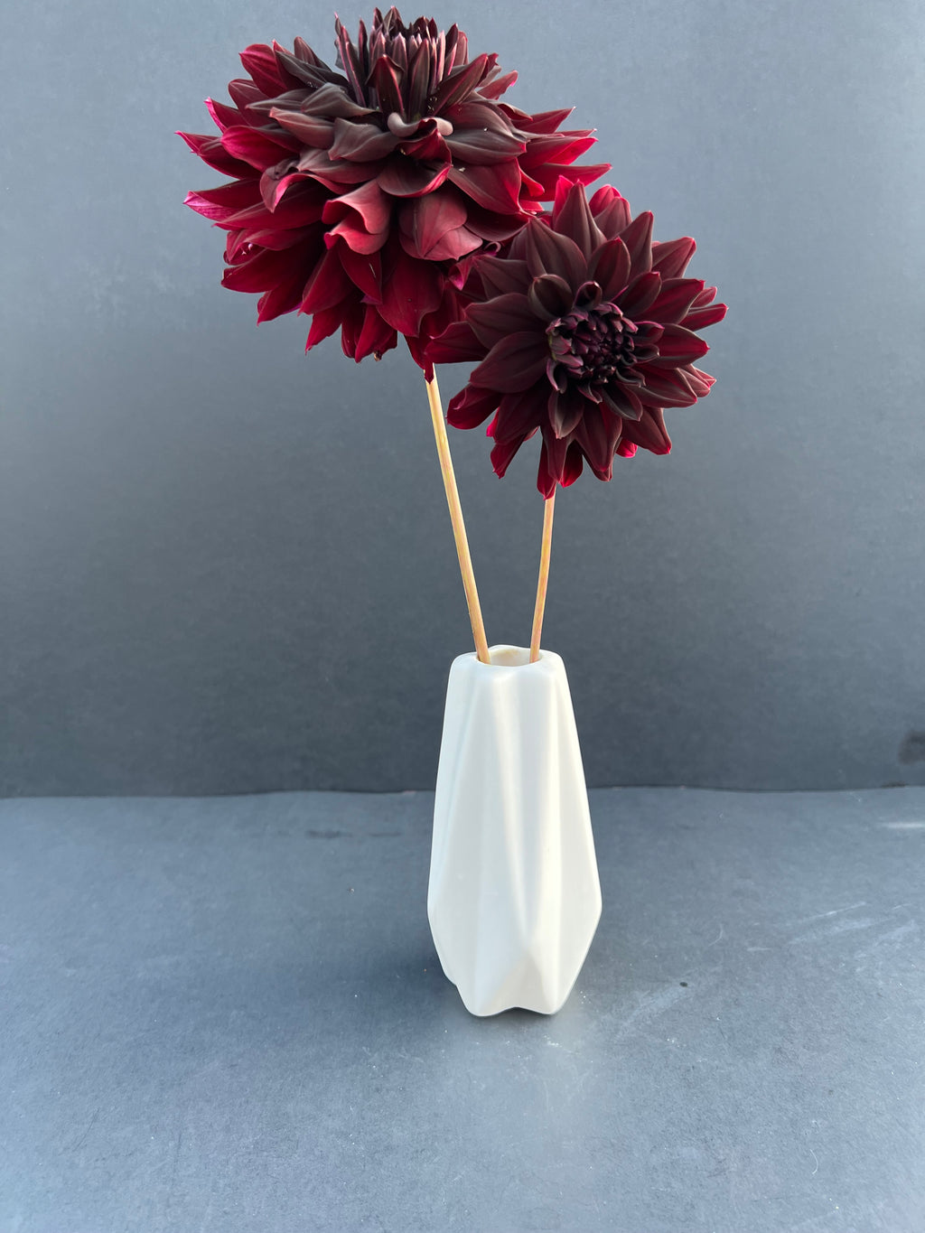 rip city dahlia bloom with vibrant maroon-red petals, grown from high-quality tubers for sale