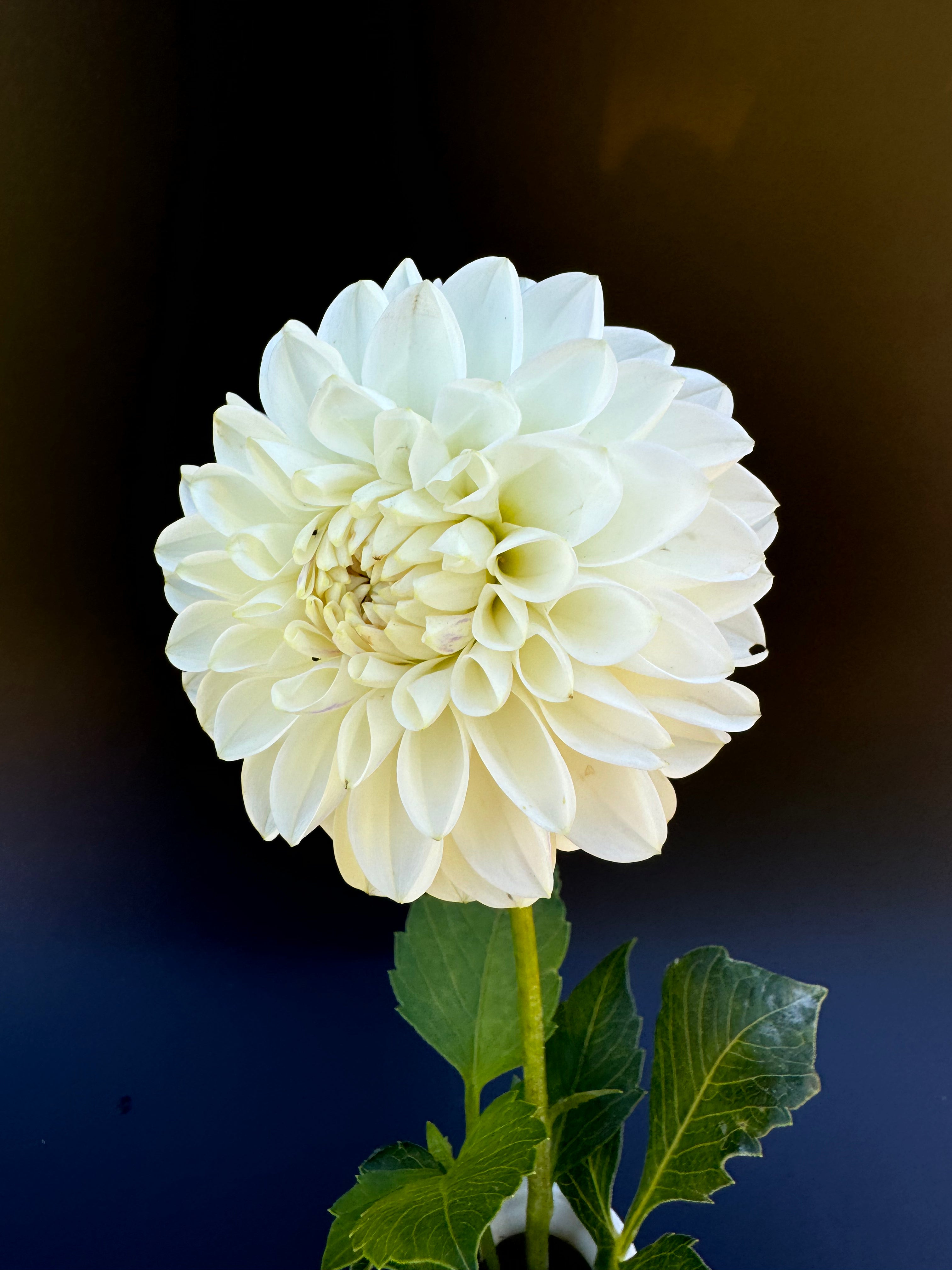 Robann Pristine - Dahlia