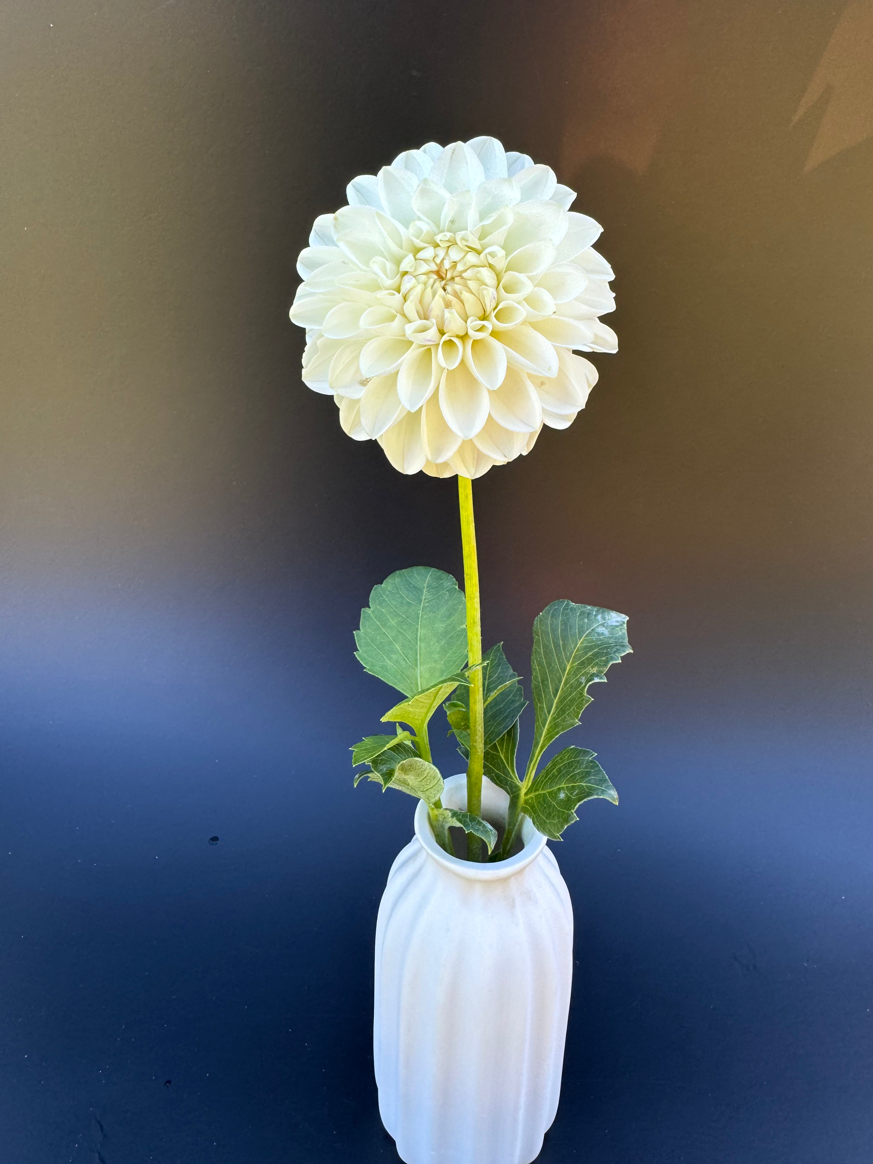 Robann Pristine - Dahlia