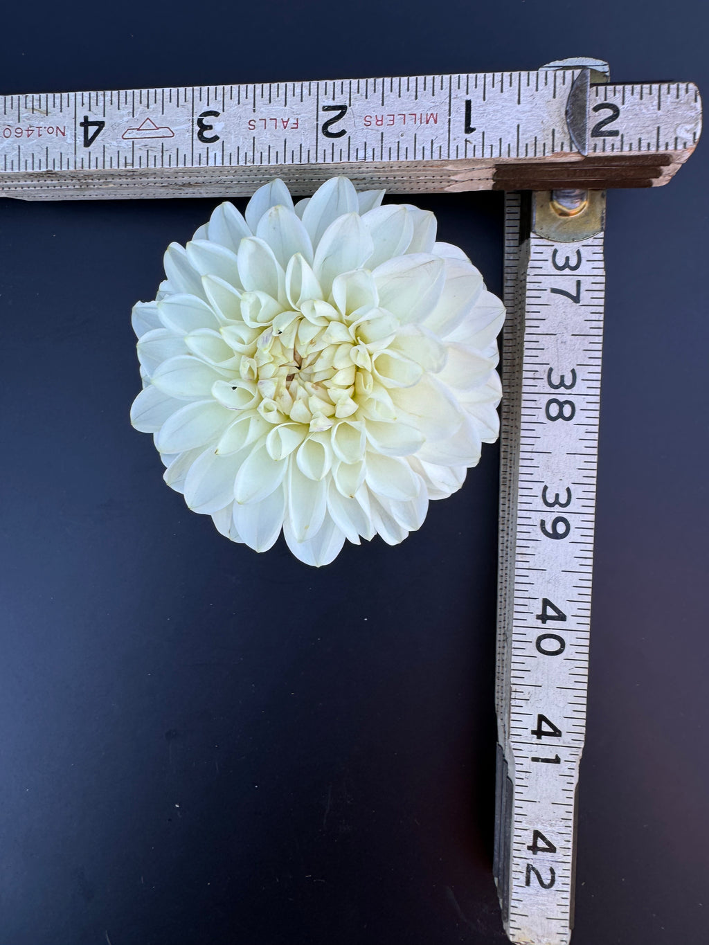 Robann Pristine - Dahlia